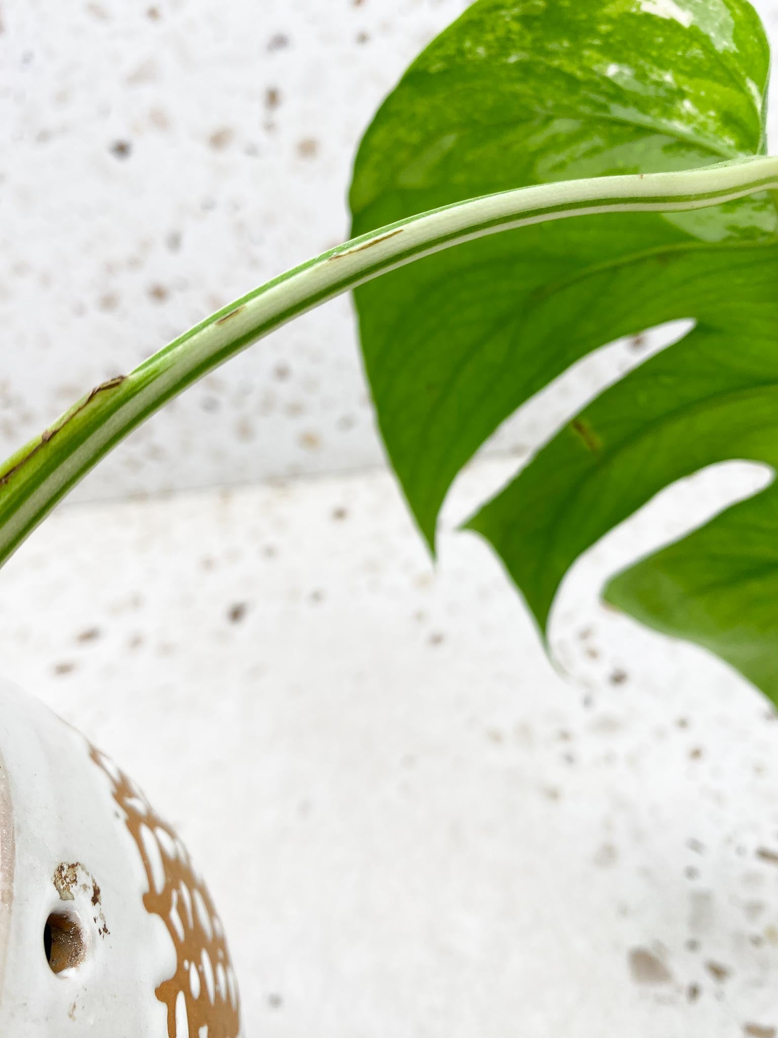 *Monstera albo Japanese White  Tiger Variegated 1 Leaf 1 Node  Rooted