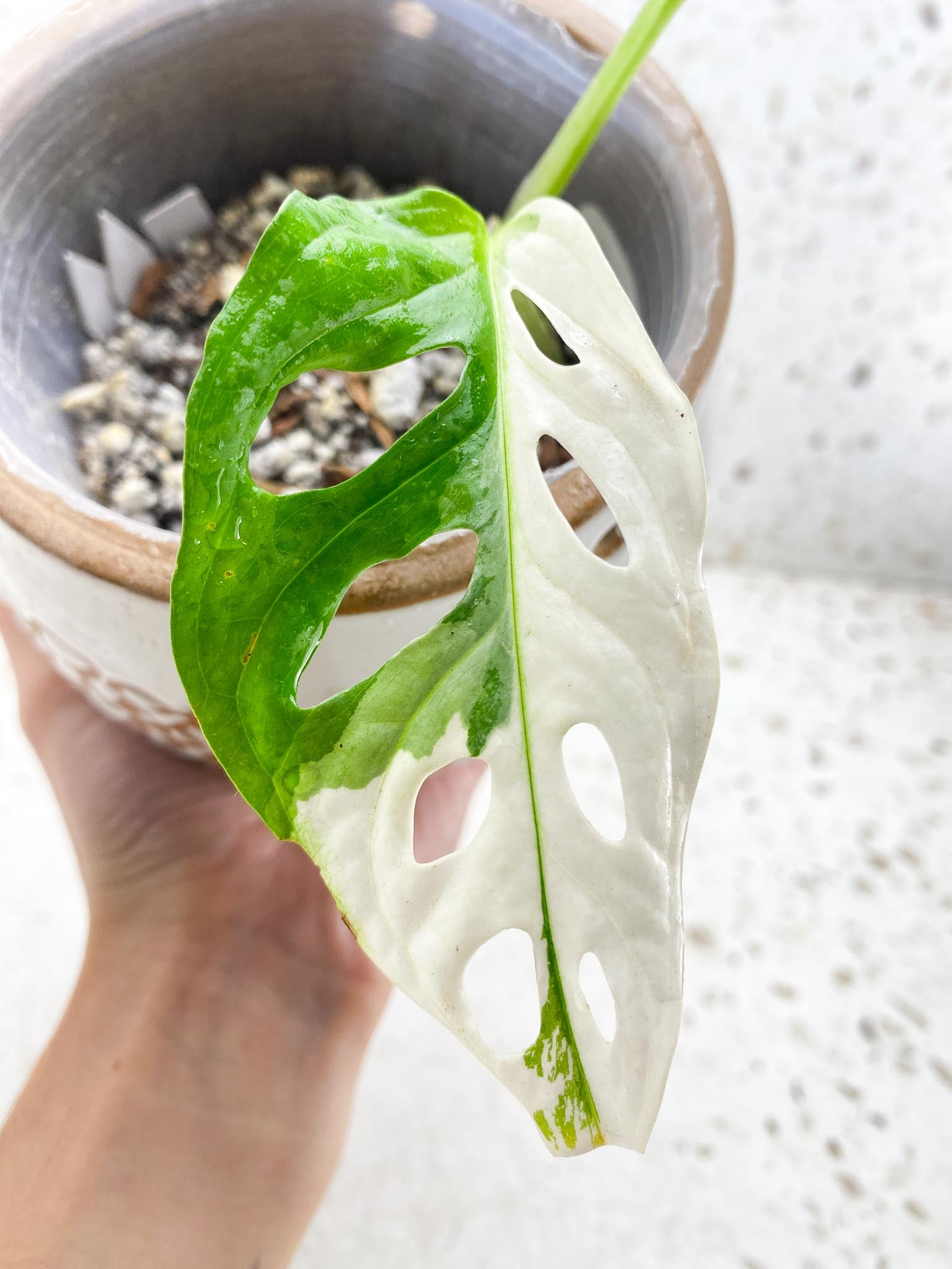 *Monstera Adansonii Albo Tricolor  Variegated 2 Leaves  2 Nodes  Rooted