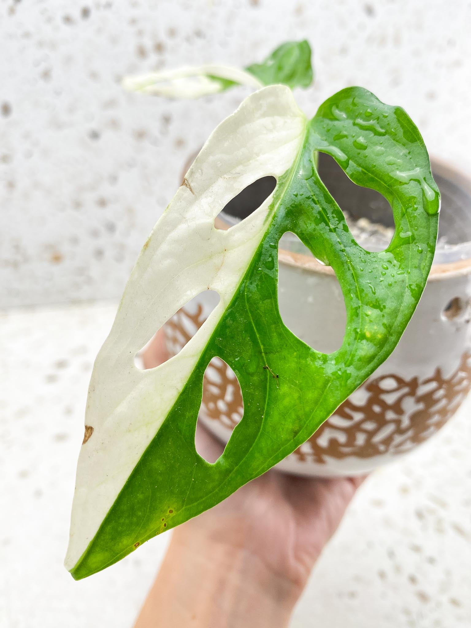 *Monstera Adansonii Albo Tricolor  Variegated 2 Leaves  2 Nodes  Rooted