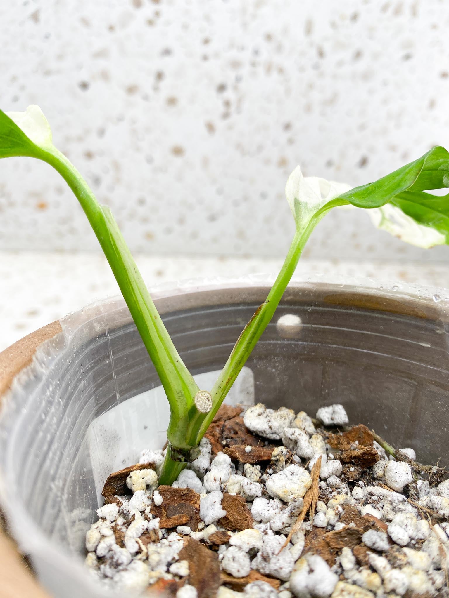 *Monstera Adansonii Albo Tricolor  Variegated 2 Leaves  2 Nodes  Rooted