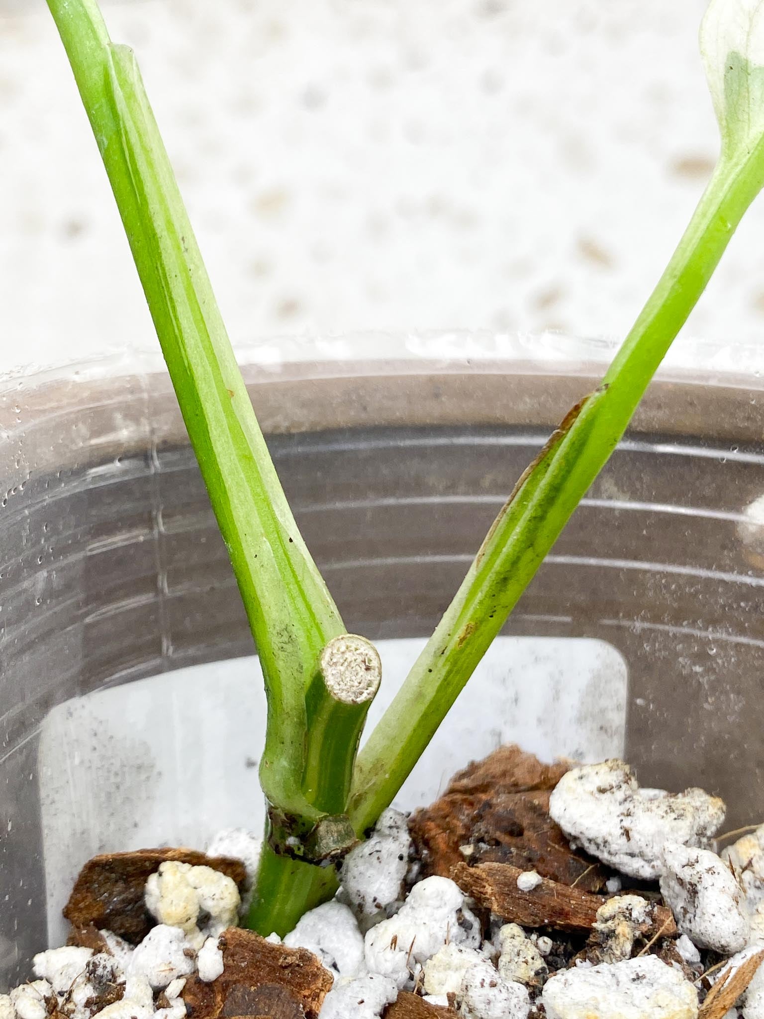 *Monstera Adansonii Albo Tricolor  Variegated 2 Leaves  2 Nodes  Rooted