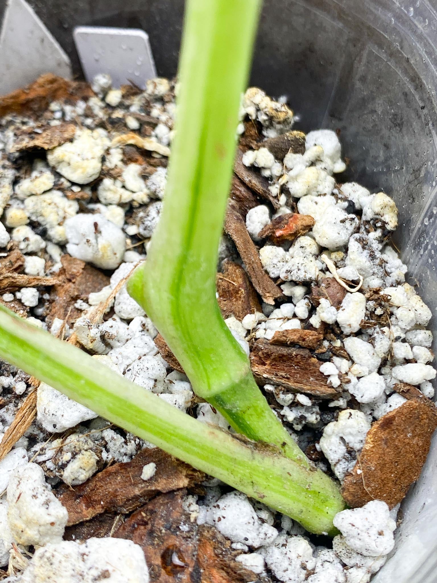 *Monstera Adansonii Albo Tricolor  Variegated 2 Leaves  2 Nodes  Rooted