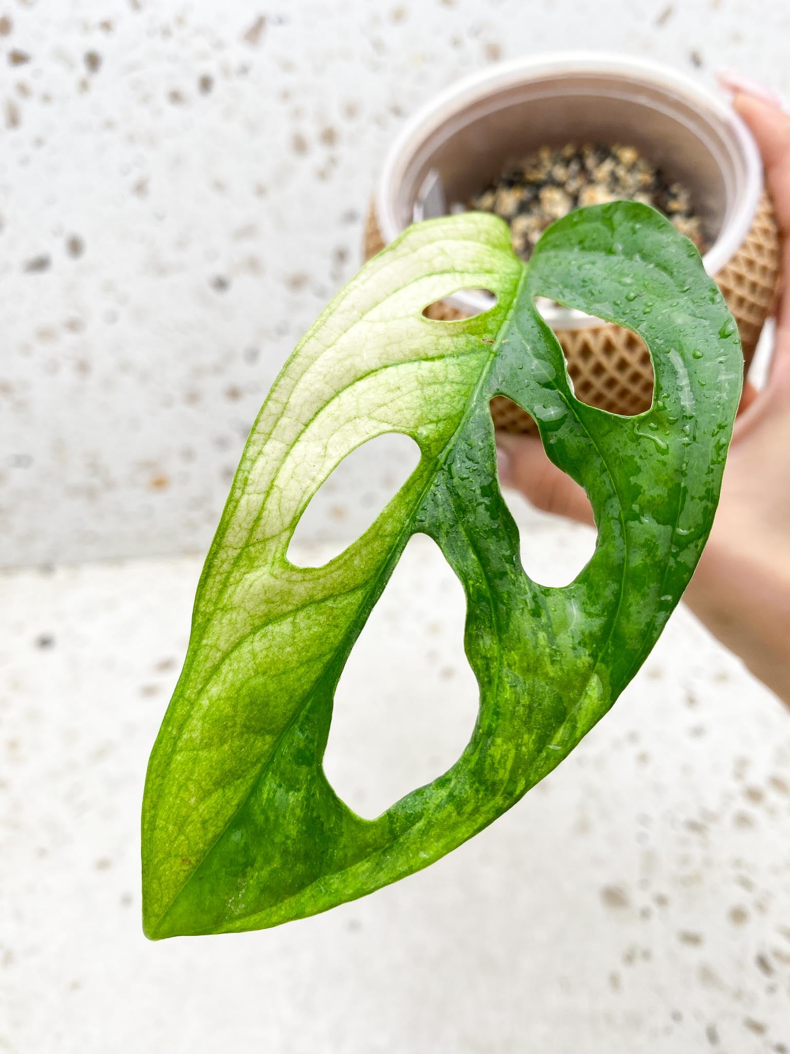 *Monstera Adansonii Albo Tricolor  Variegated 1 Leaf 1 Node  Variegated