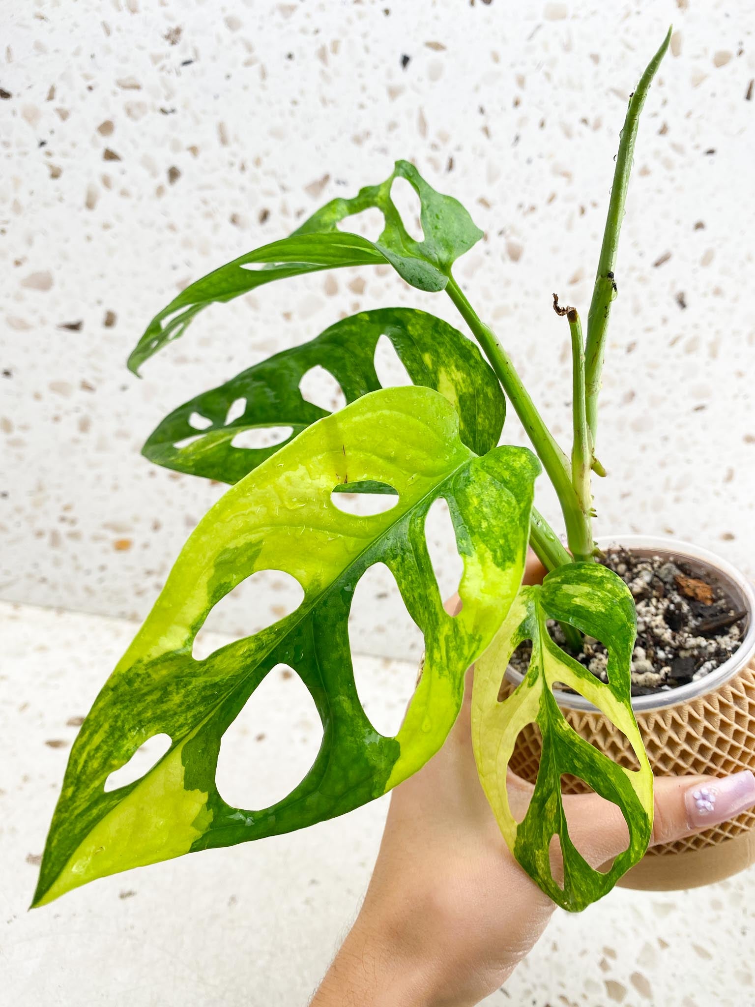 *Monstera Adansonii Aurea  Variegated 4 Leaves  Multiple Nodes 1 Growing Bud 1 Sprout Rooted