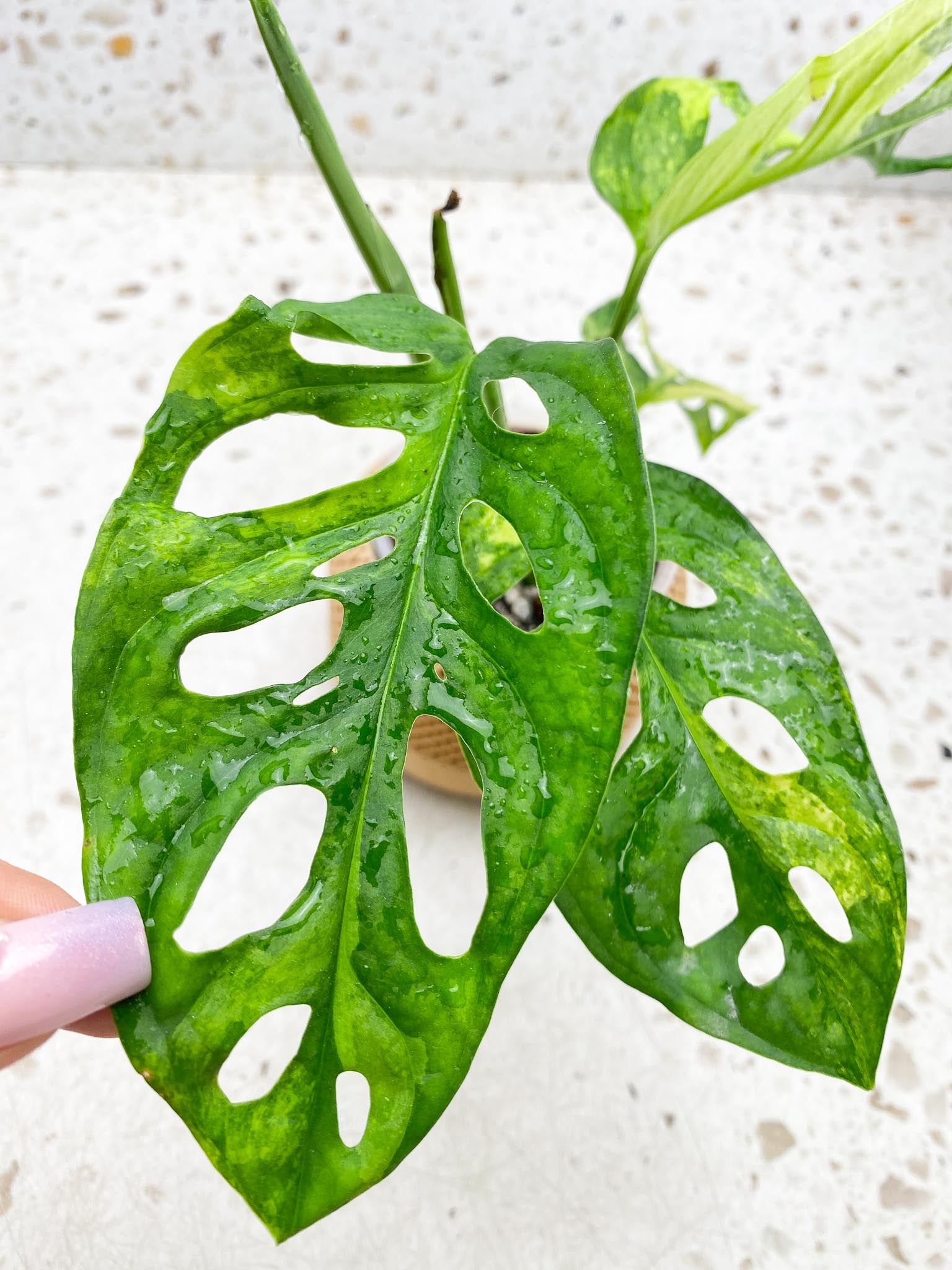 *Monstera Adansonii Aurea  Variegated 4 Leaves  Multiple Nodes 1 Growing Bud 1 Sprout Rooted