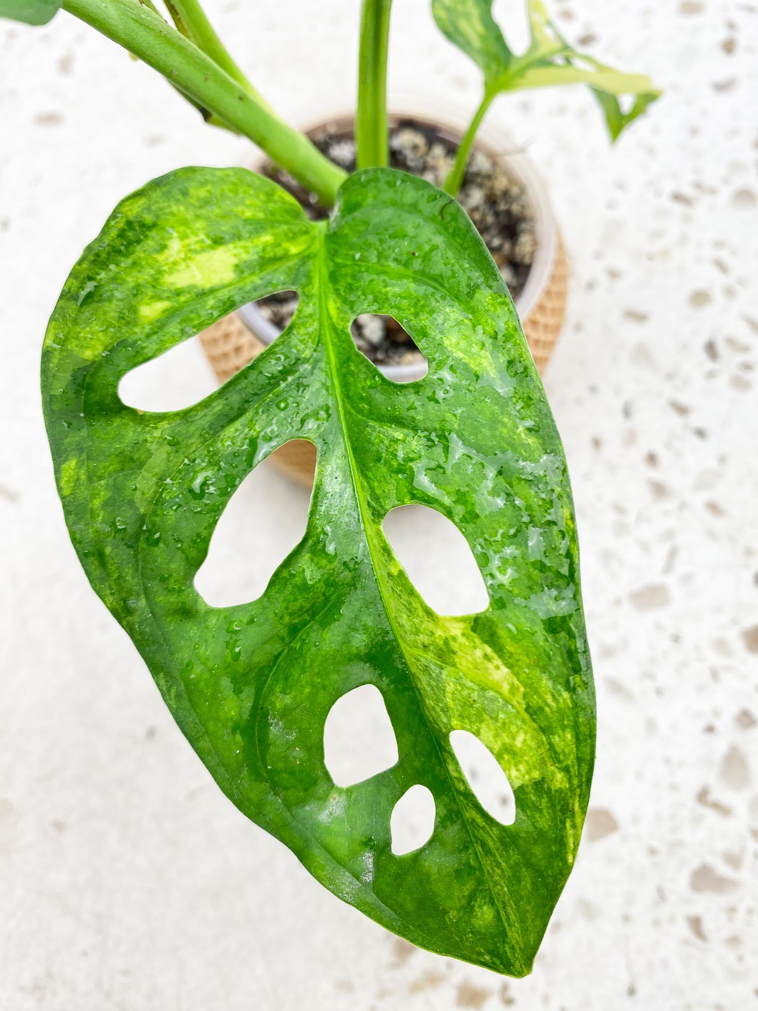 *Monstera Adansonii Aurea  Variegated 4 Leaves  Multiple Nodes 1 Growing Bud 1 Sprout Rooted