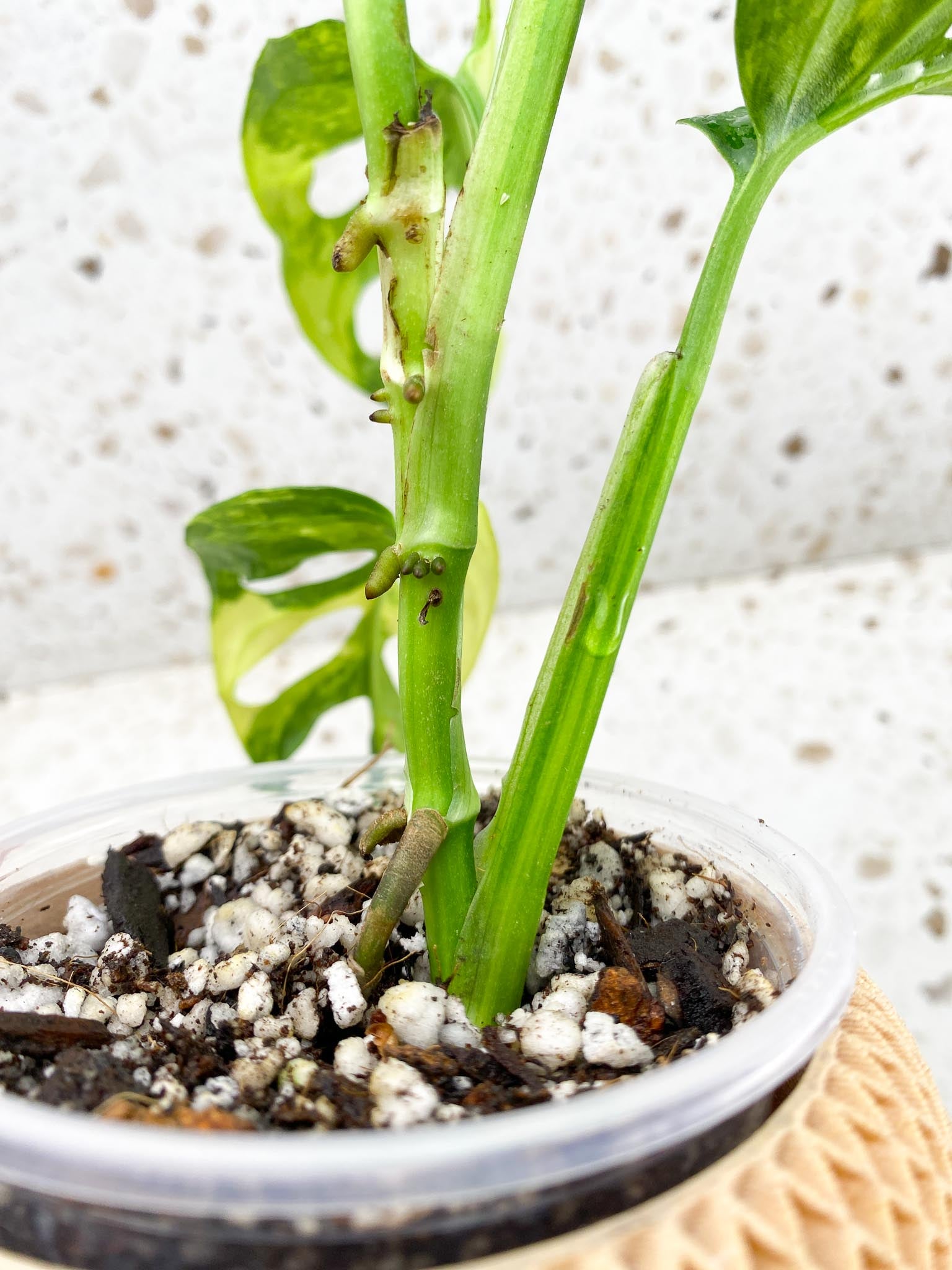 *Monstera Adansonii Aurea  Variegated 4 Leaves  Multiple Nodes 1 Growing Bud 1 Sprout Rooted