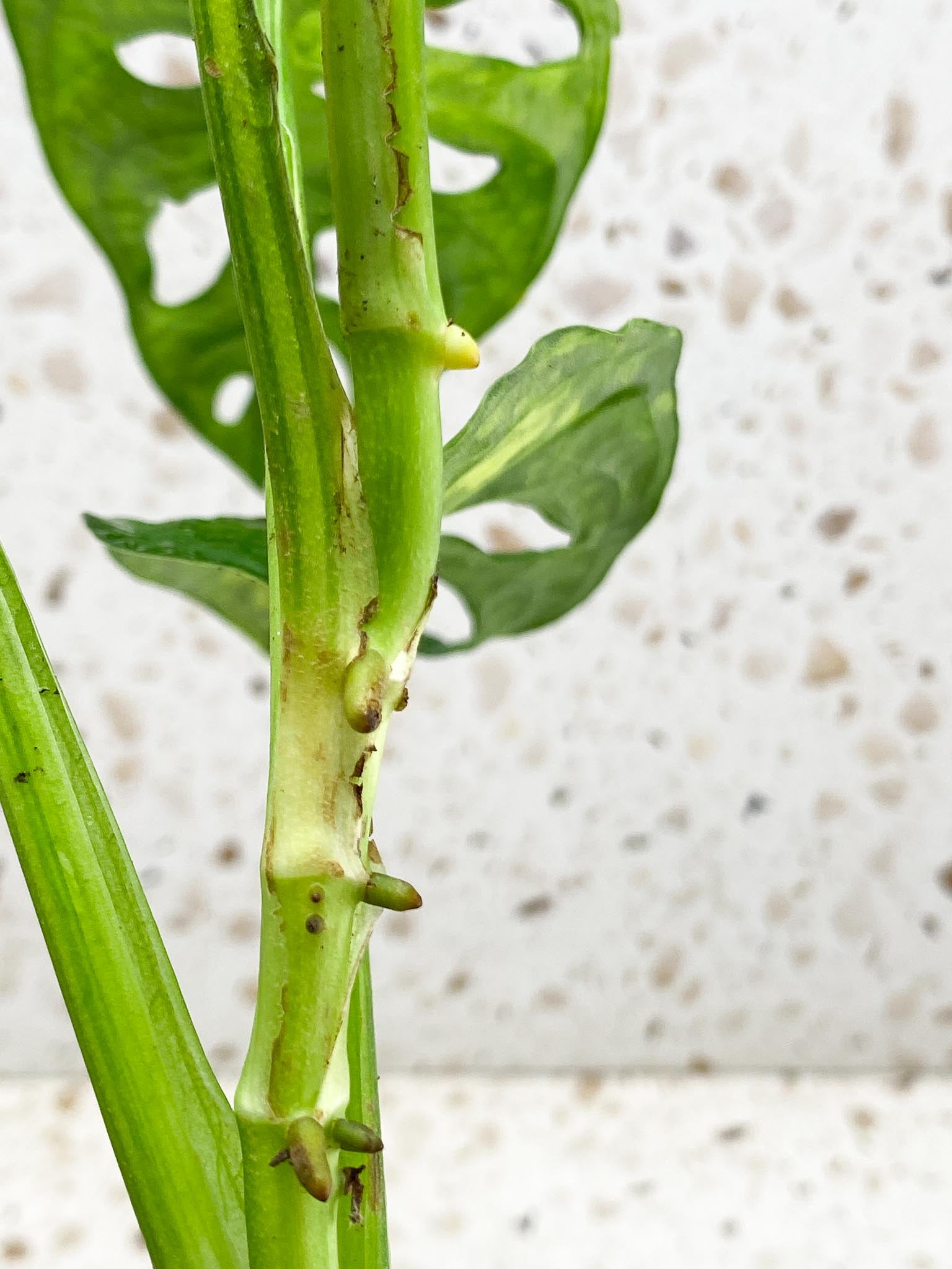 *Monstera Adansonii Aurea  Variegated 4 Leaves  Multiple Nodes 1 Growing Bud 1 Sprout Rooted