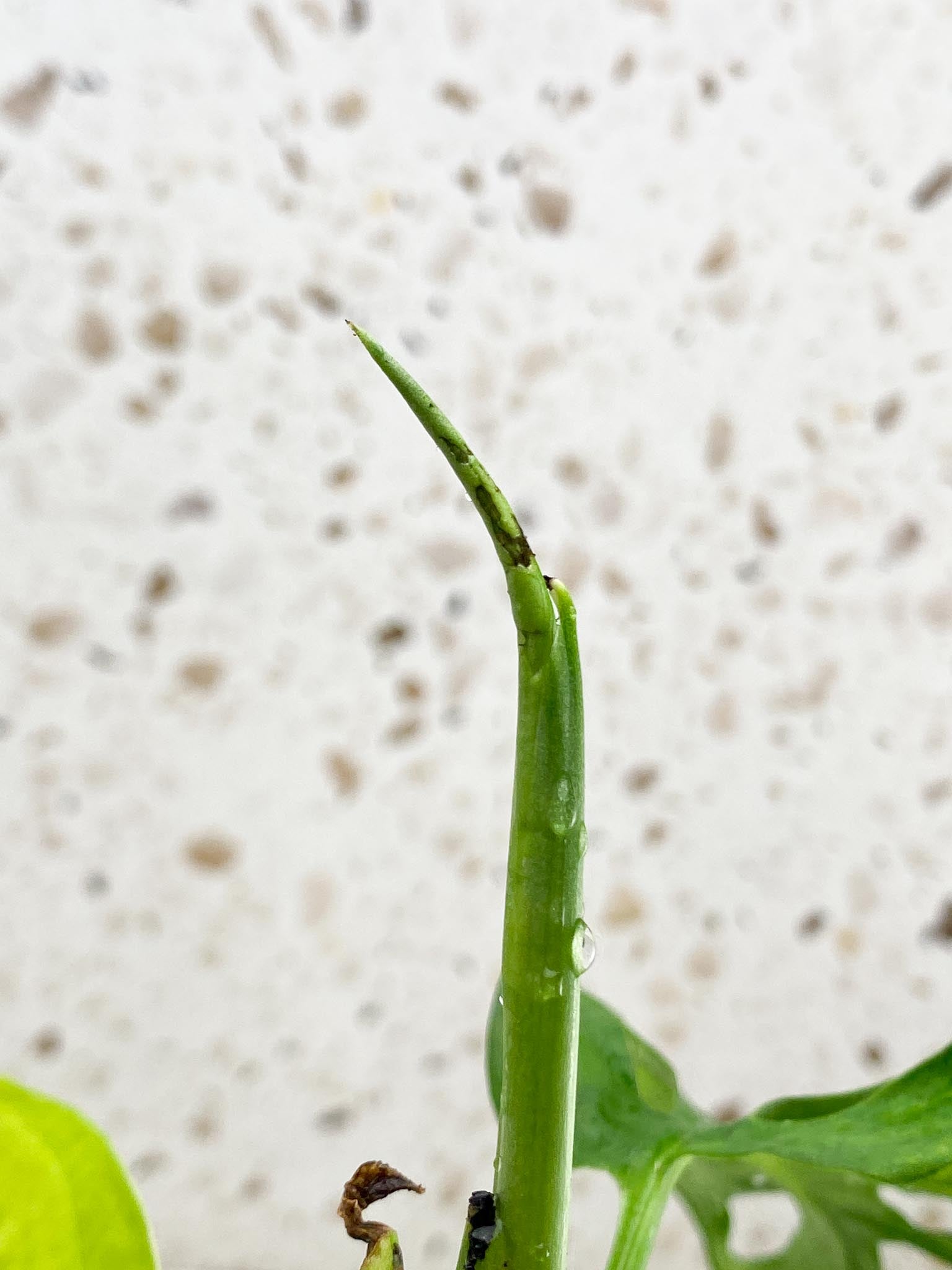 *Monstera Adansonii Aurea  Variegated 4 Leaves  Multiple Nodes 1 Growing Bud 1 Sprout Rooted