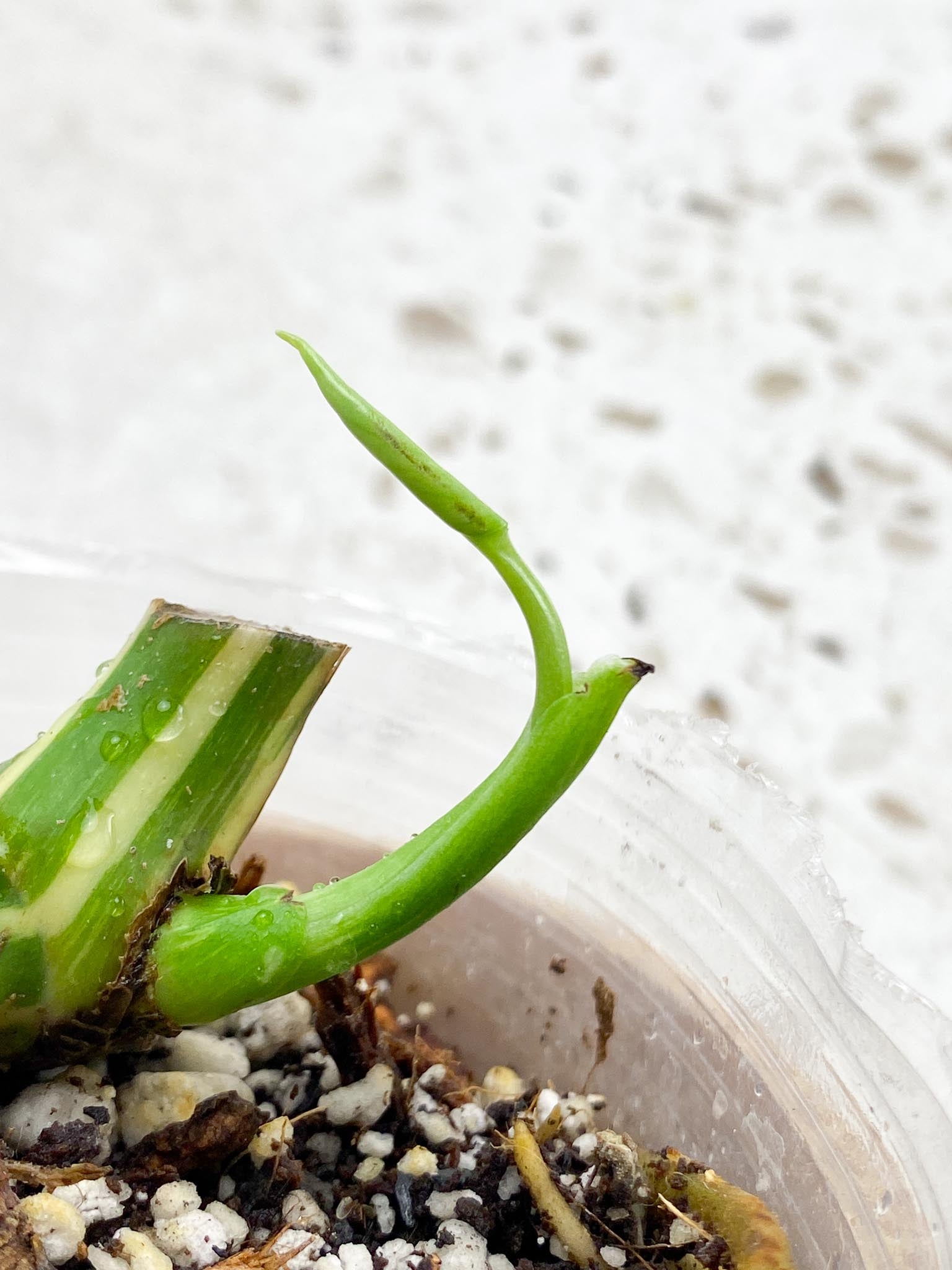 *Monstera Thai Constellation 2 Nodes  2 Sprout  Rooted