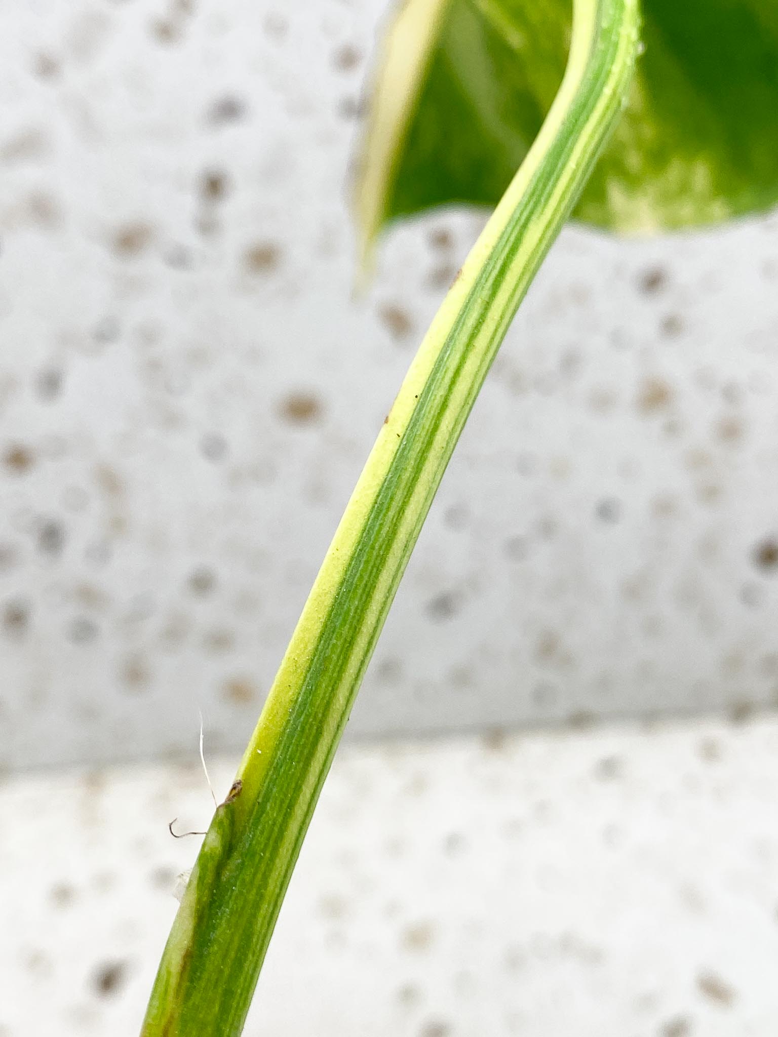 *Monstera Aurea Tricolor  Variegated 1 Leaf 1 Node  Rooted