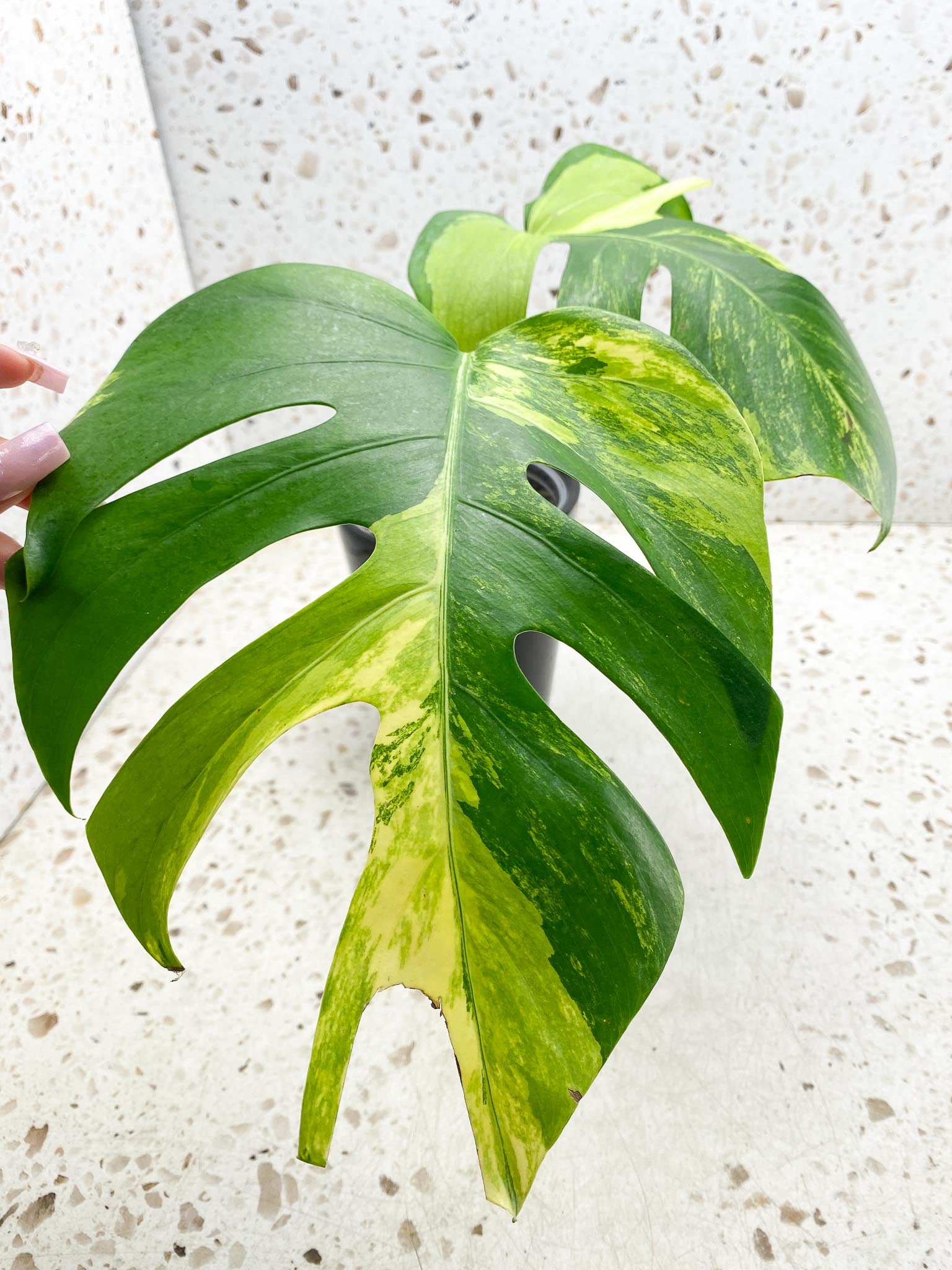 Monstera Aurea Tricolor 2 Leaves Multiple Options