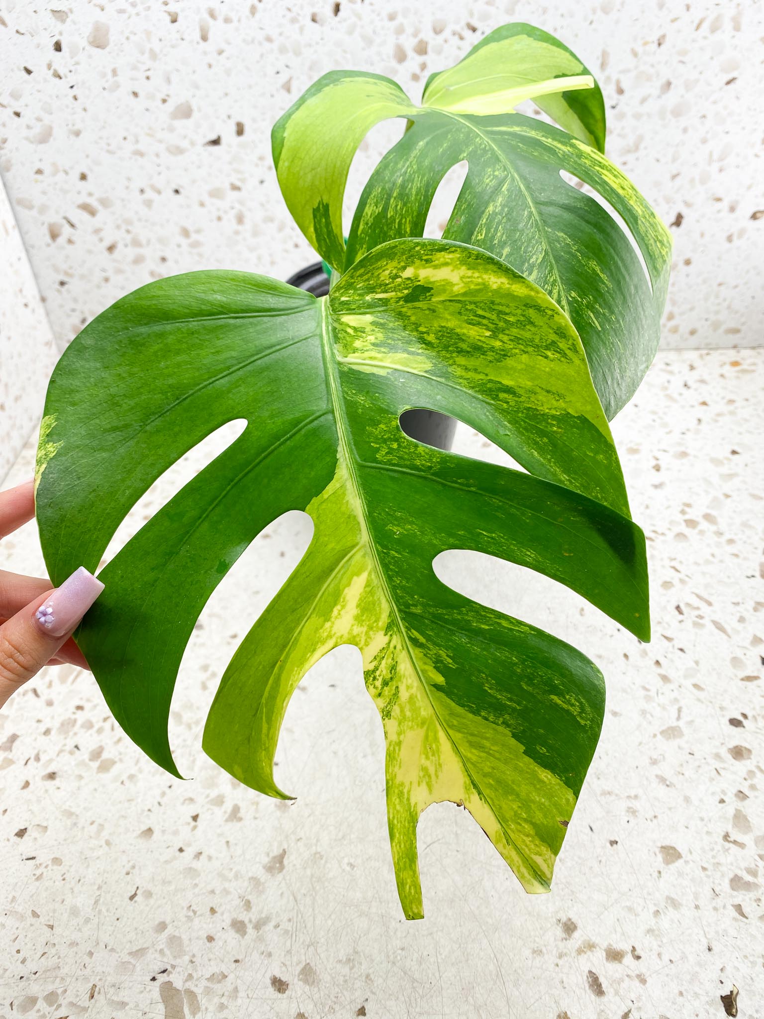 Monstera Aurea Tricolor 2 Leaves Multiple Options