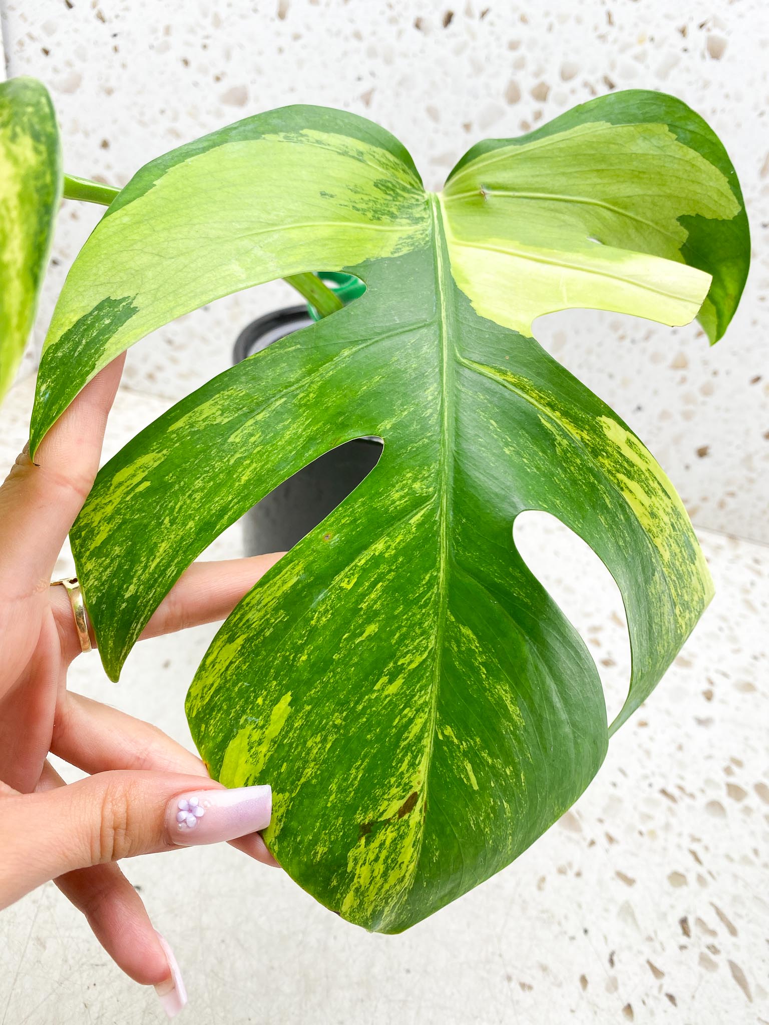 Monstera Aurea Tricolor 2 Leaves Multiple Options