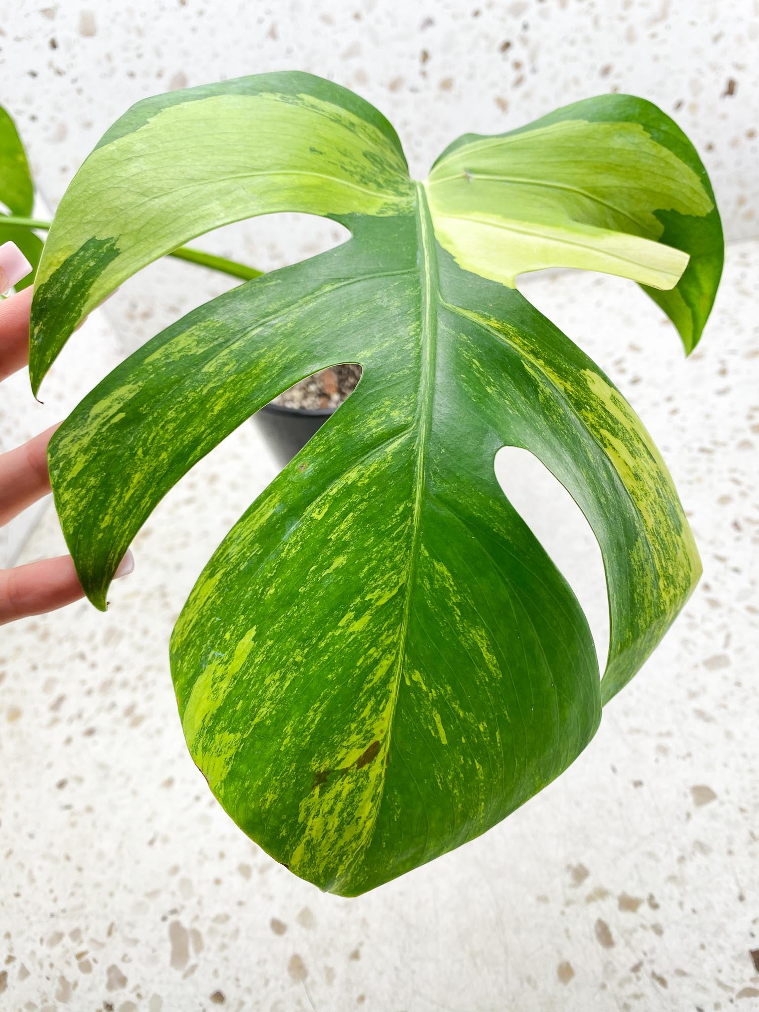 Monstera Aurea Tricolor 2 Leaves Multiple Options