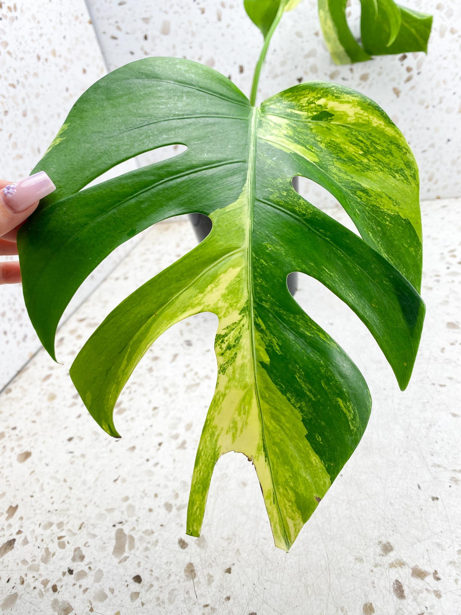 Monstera Aurea Tricolor 2 Leaves Multiple Options