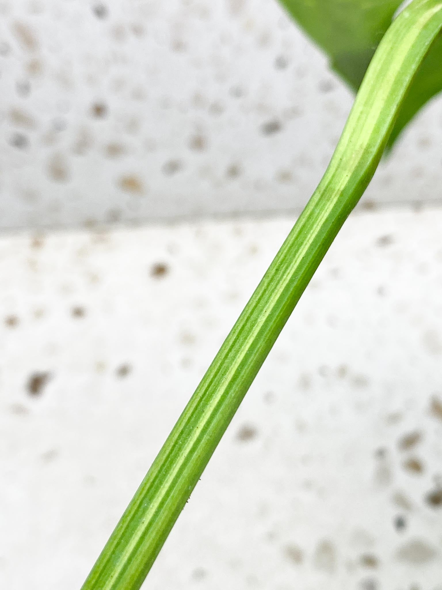 Monstera Aurea Tricolor 2 Leaves Multiple Options