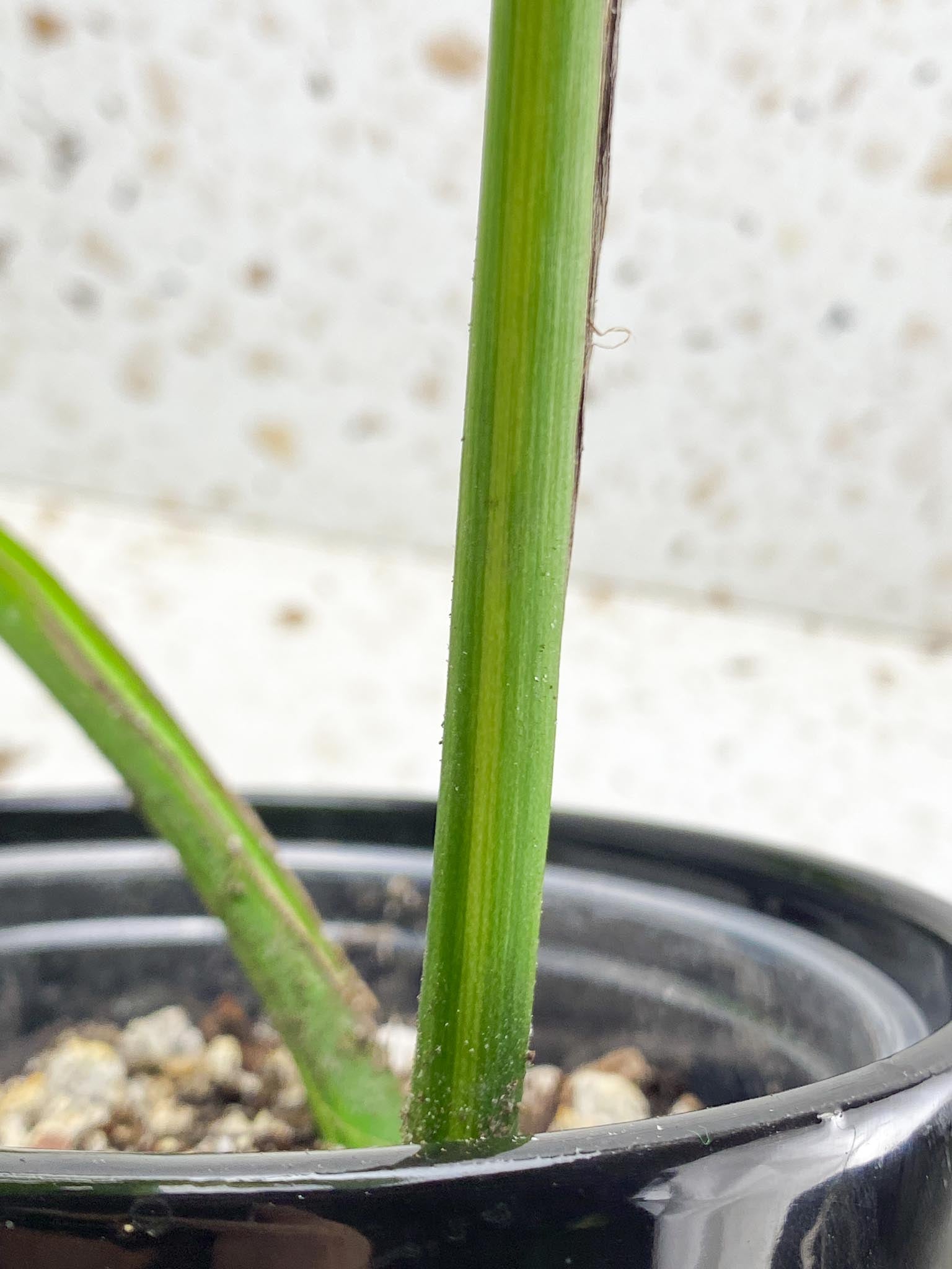 Monstera Aurea Tricolor 2 Leaves Multiple Options