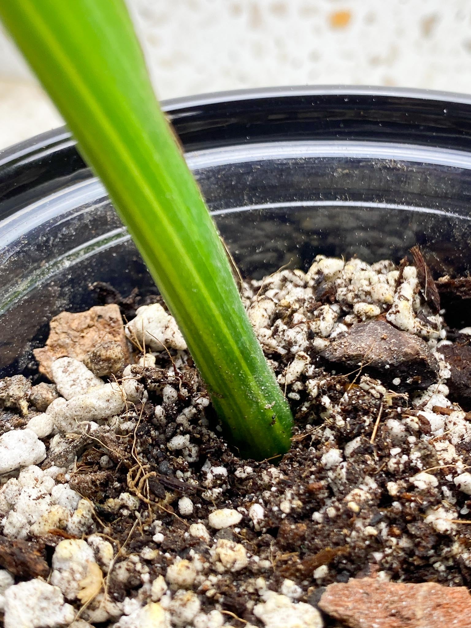 Monstera Aurea Tricolor 2 Leaves Multiple Options