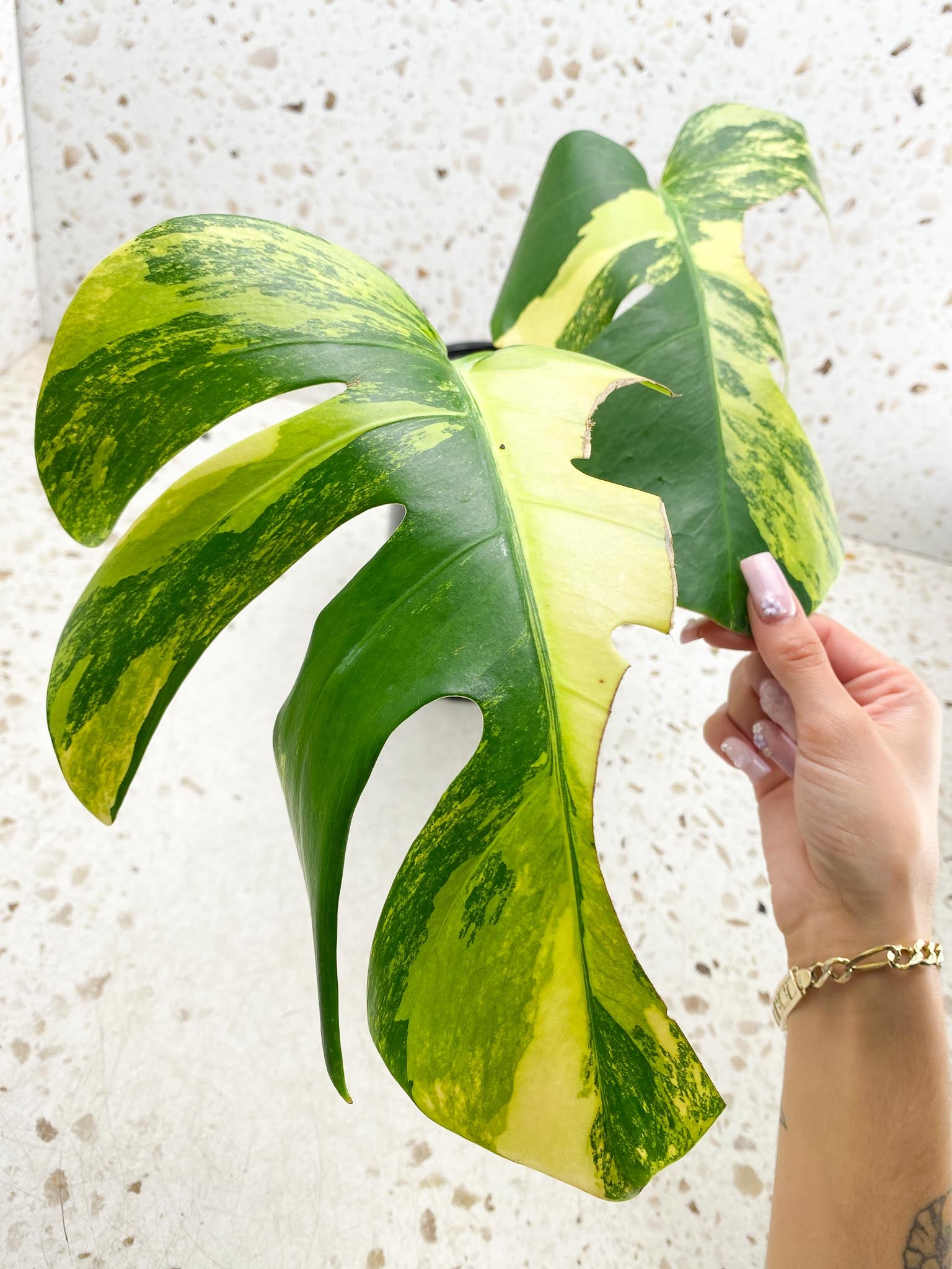 Monstera Aurea Tricolor 2 Leaves Multiple Options