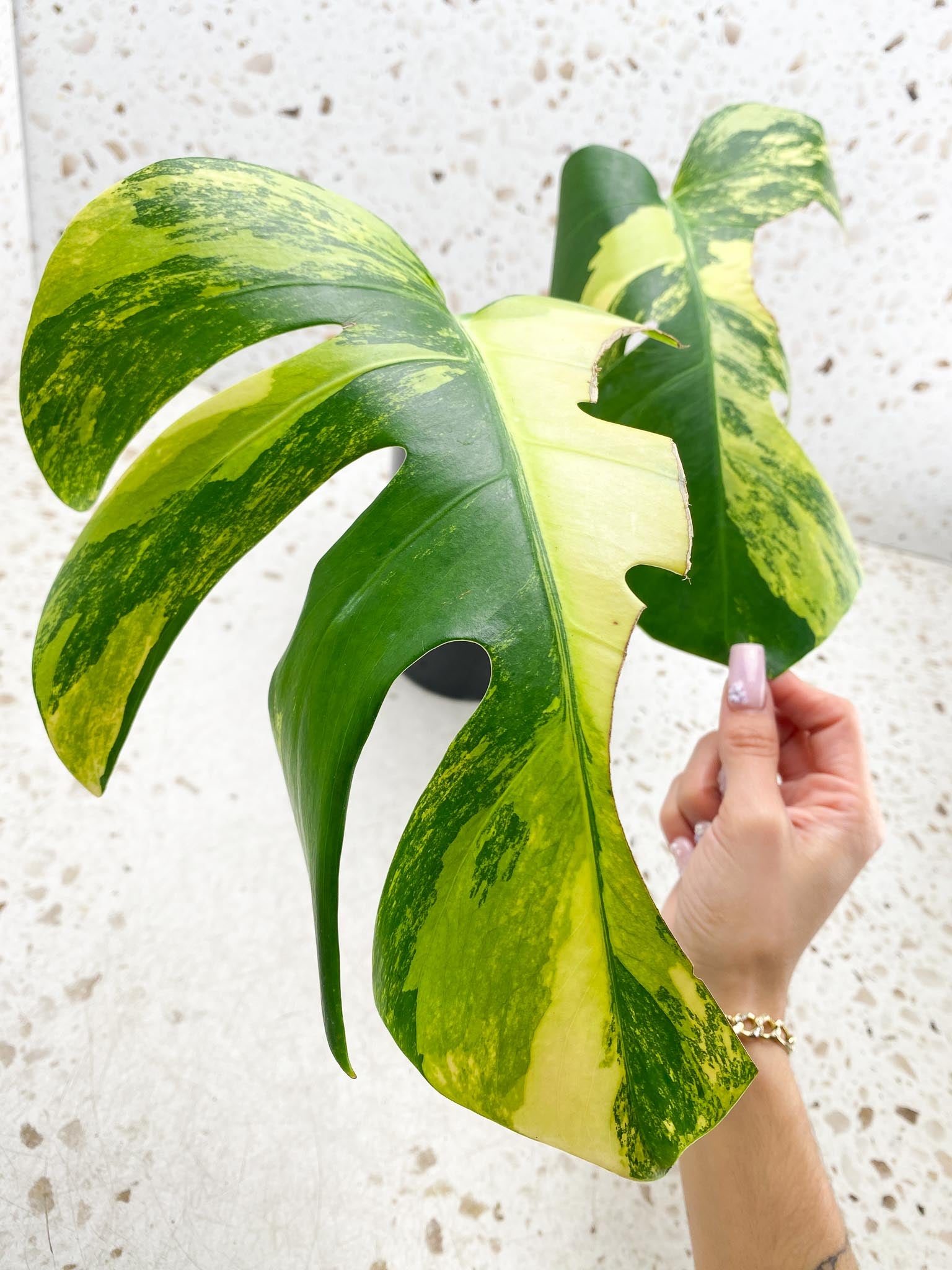 Monstera Aurea Tricolor 2 Leaves Multiple Options