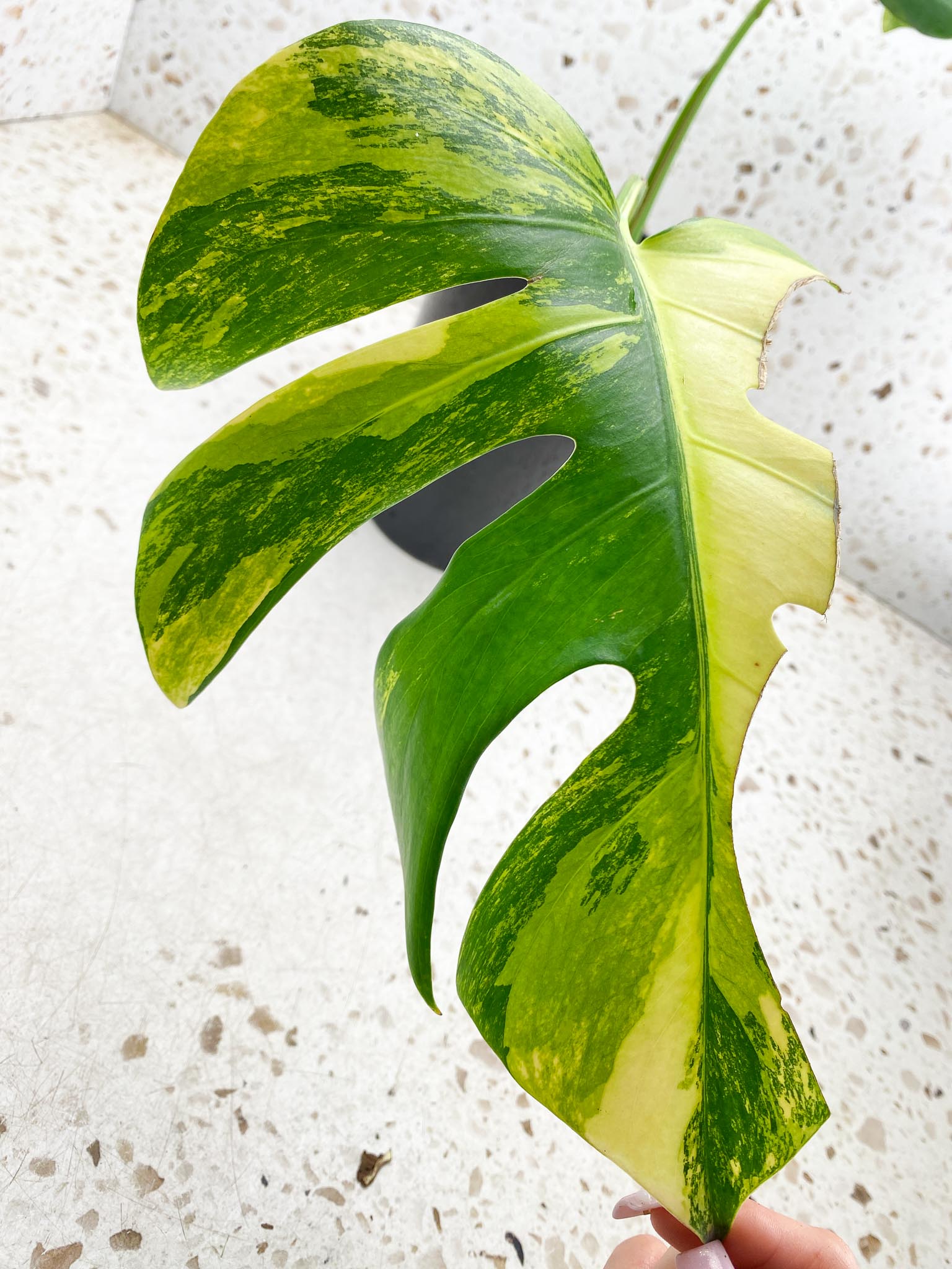 Monstera Aurea Tricolor 2 Leaves Multiple Options