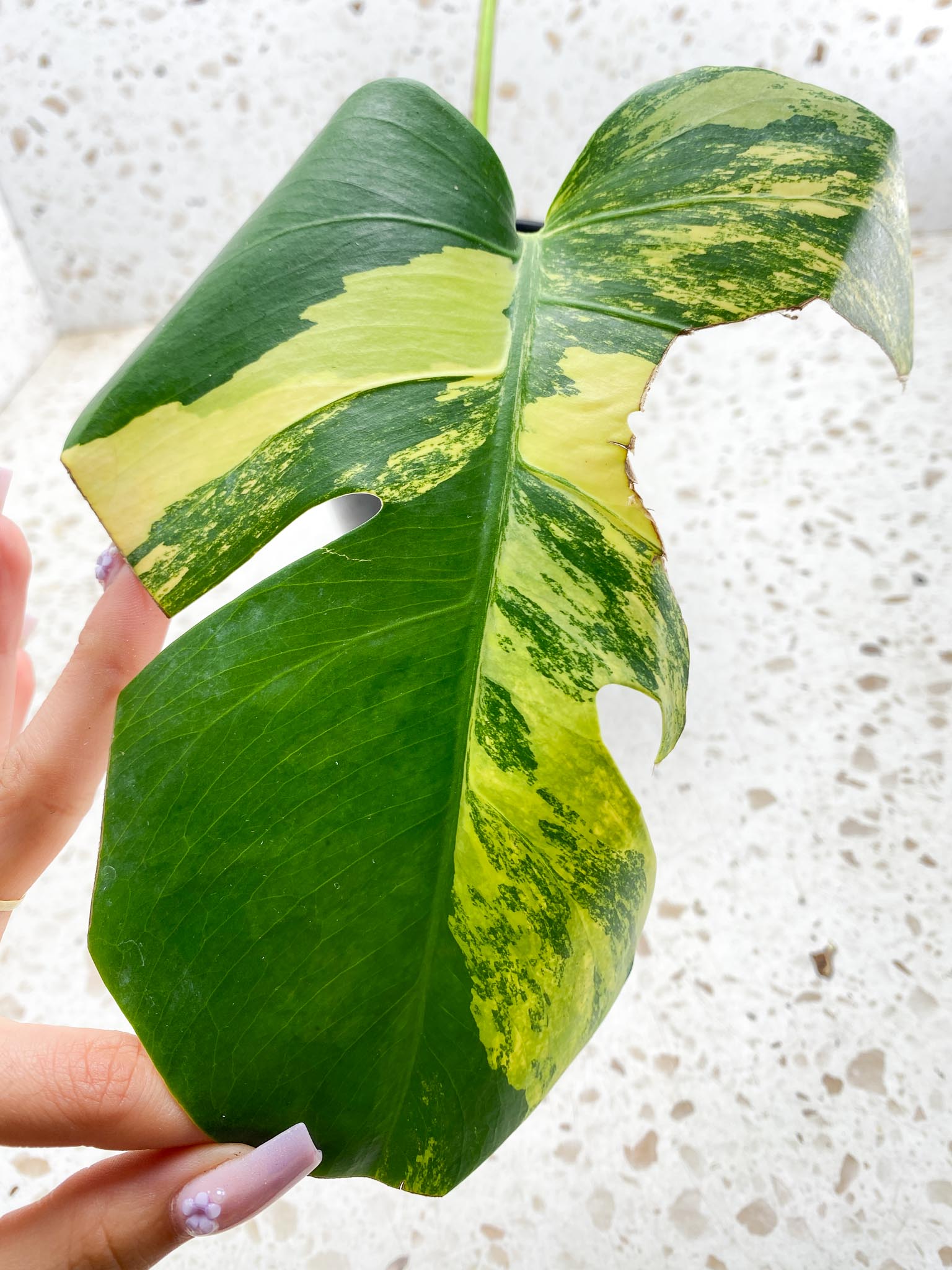 Monstera Aurea Tricolor 2 Leaves Multiple Options