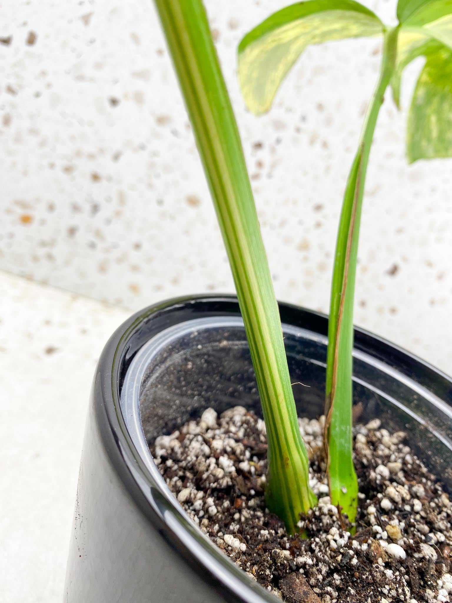 Monstera Aurea Tricolor 2 Leaves Multiple Options