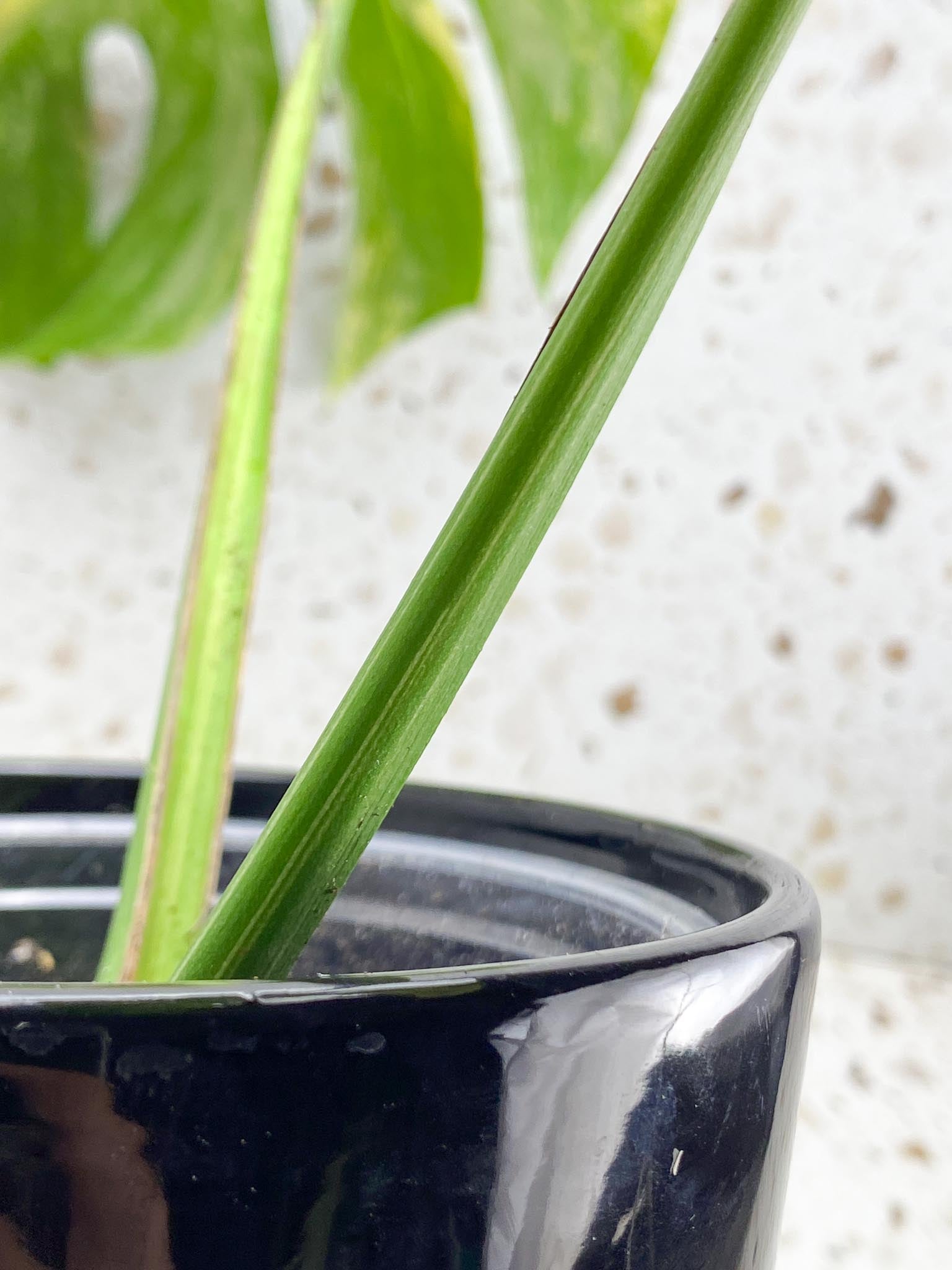 Monstera Aurea Tricolor 2 Leaves Multiple Options