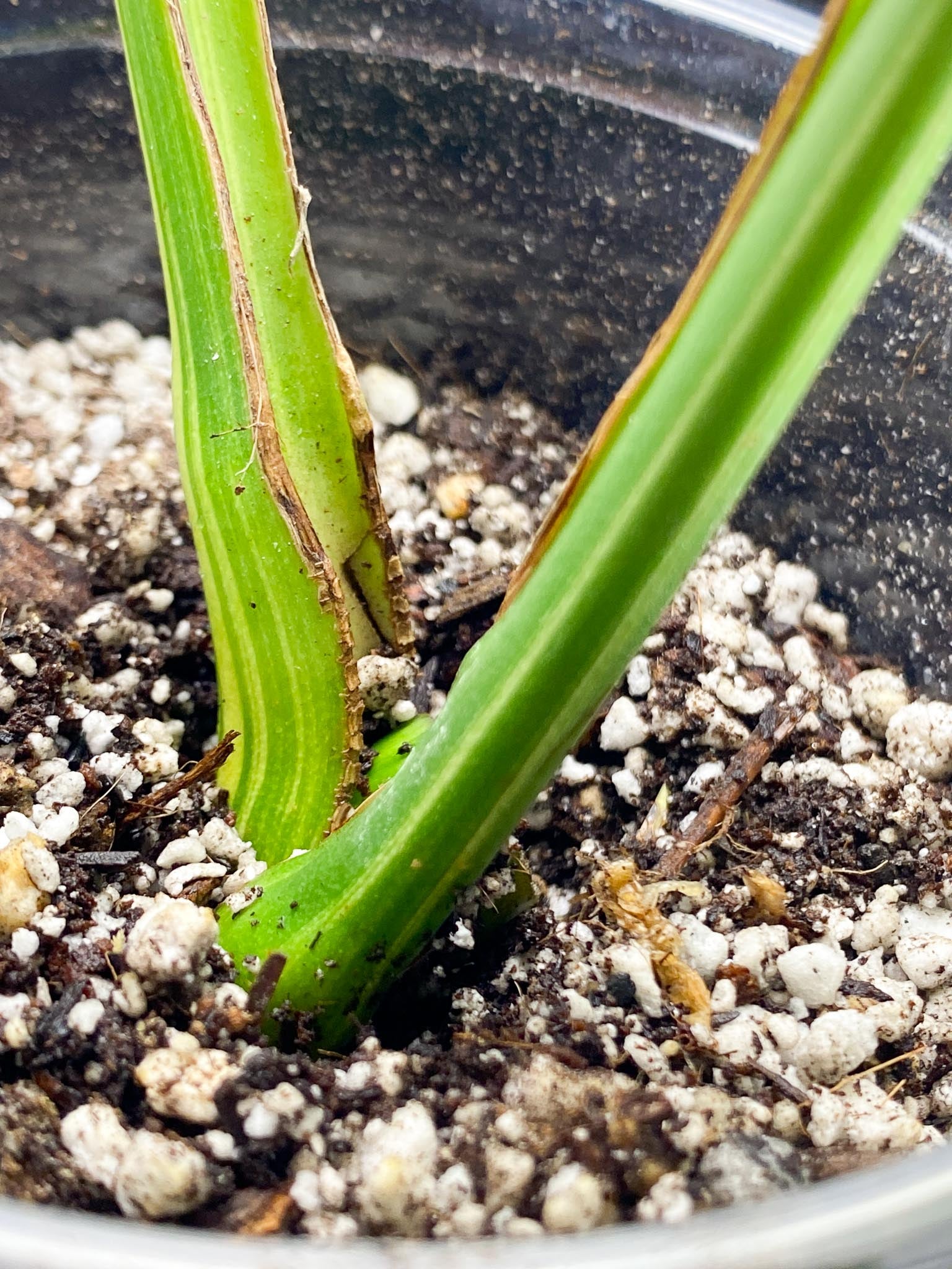 Monstera Aurea Tricolor 2 Leaves Multiple Options