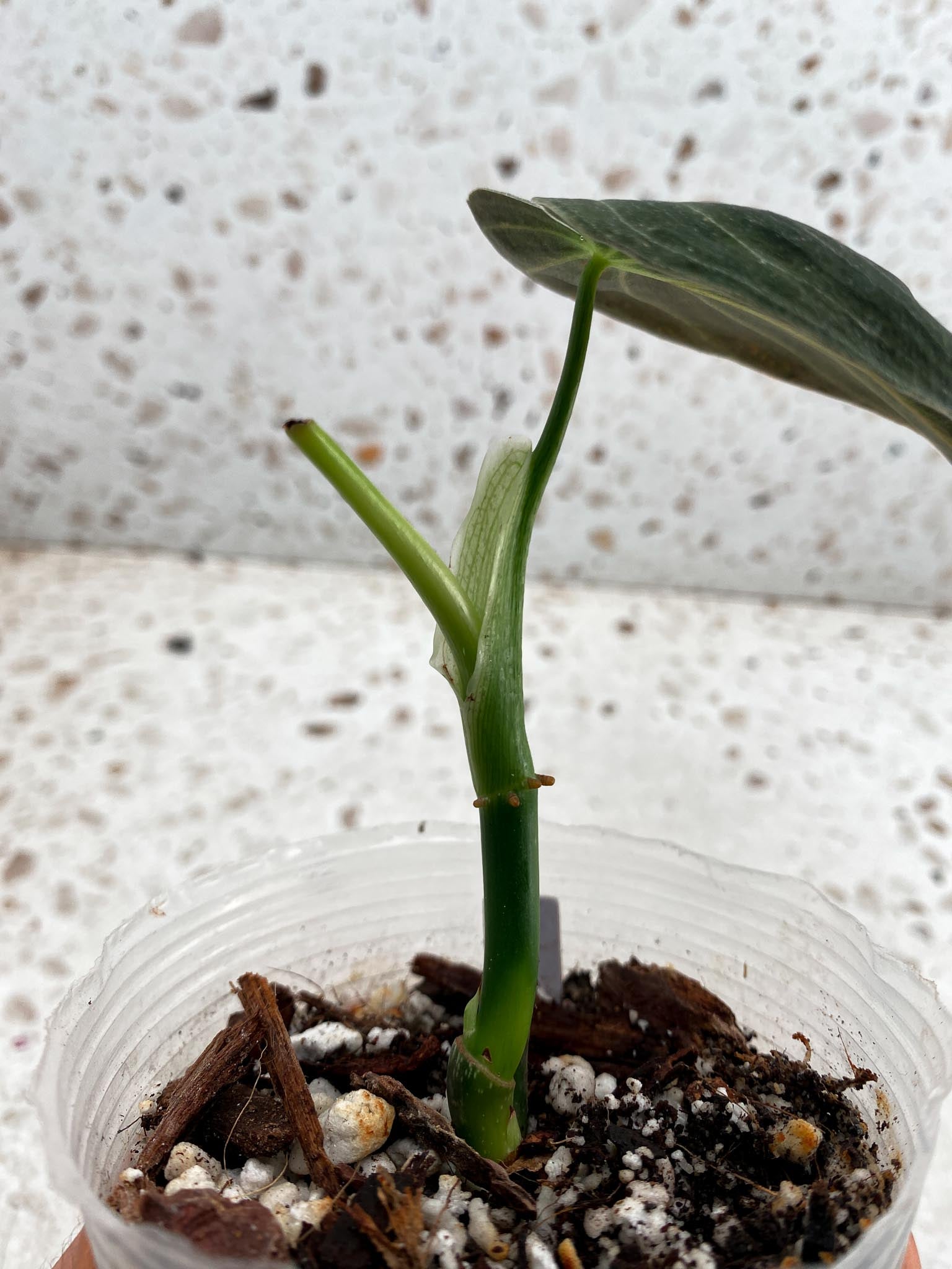 Mini Giveaway:  DO NOT BUY (Unauthorized order will be canceled) Philodendron Melanochrysum Variegated 1 Leaf 2 Nodes  1 Sprout Rooted