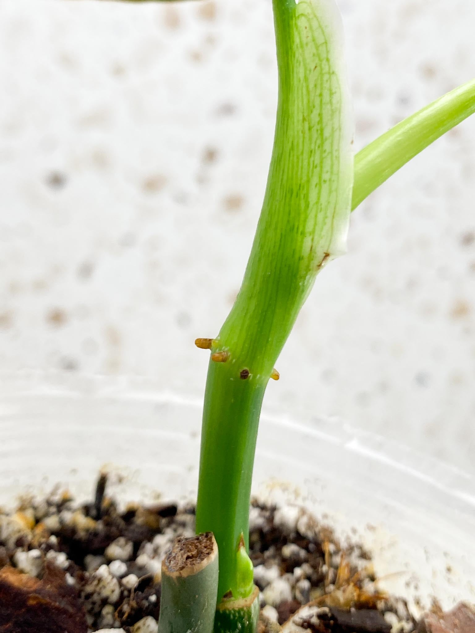 Mini Giveaway:  DO NOT BUY (Unauthorized order will be canceled) Philodendron Melanochrysum Variegated 1 Leaf 2 Nodes  1 Sprout Rooted