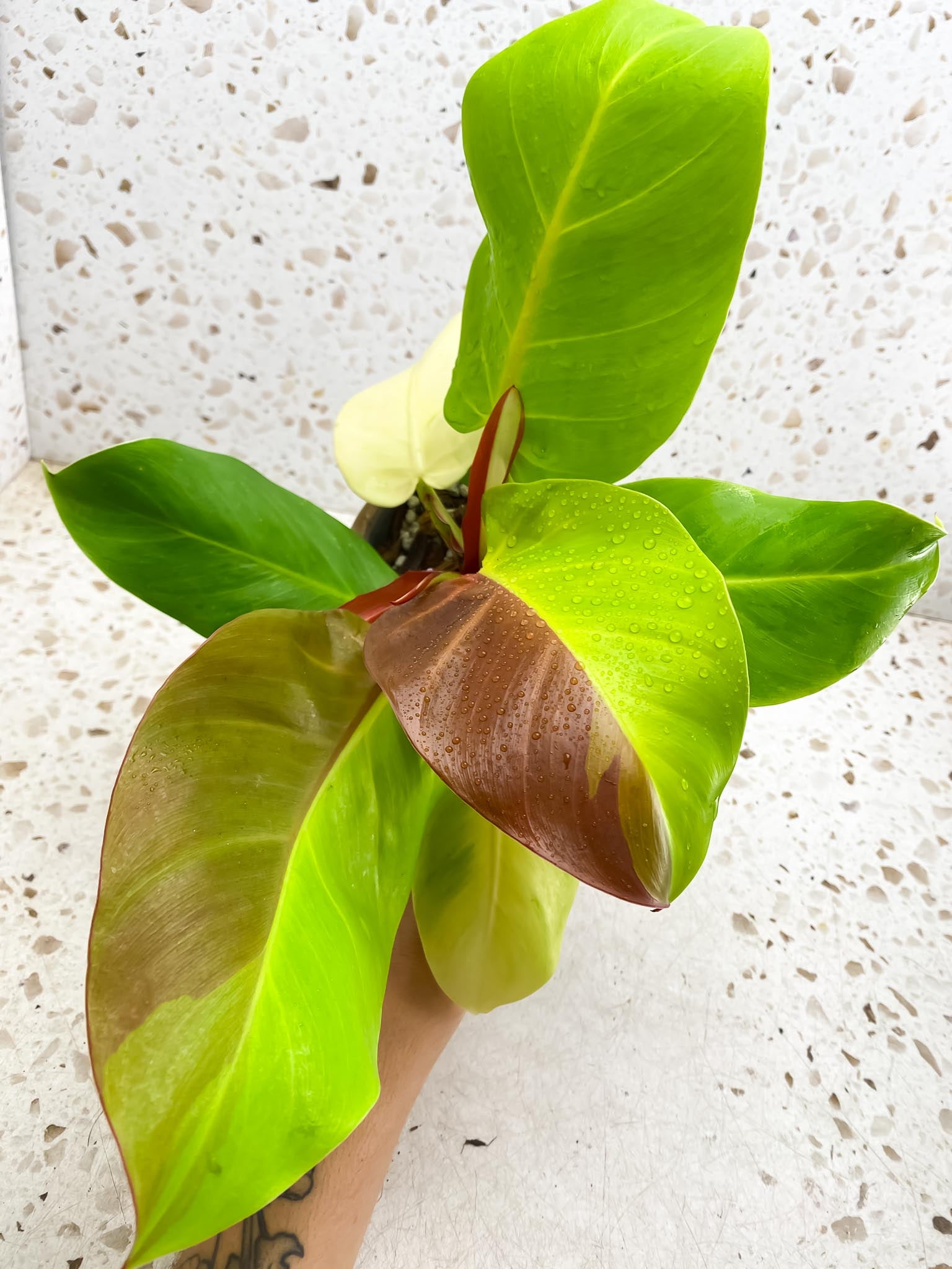 Philodendron Red Moon Variegated mother plant (Multiple Options)