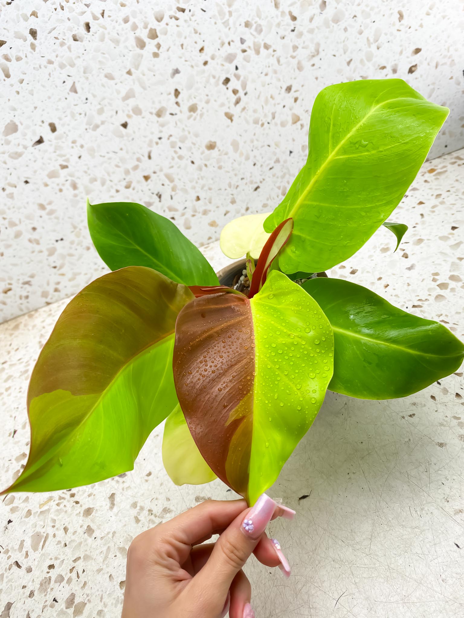 Philodendron Red Moon Variegated mother plant (Multiple Options)