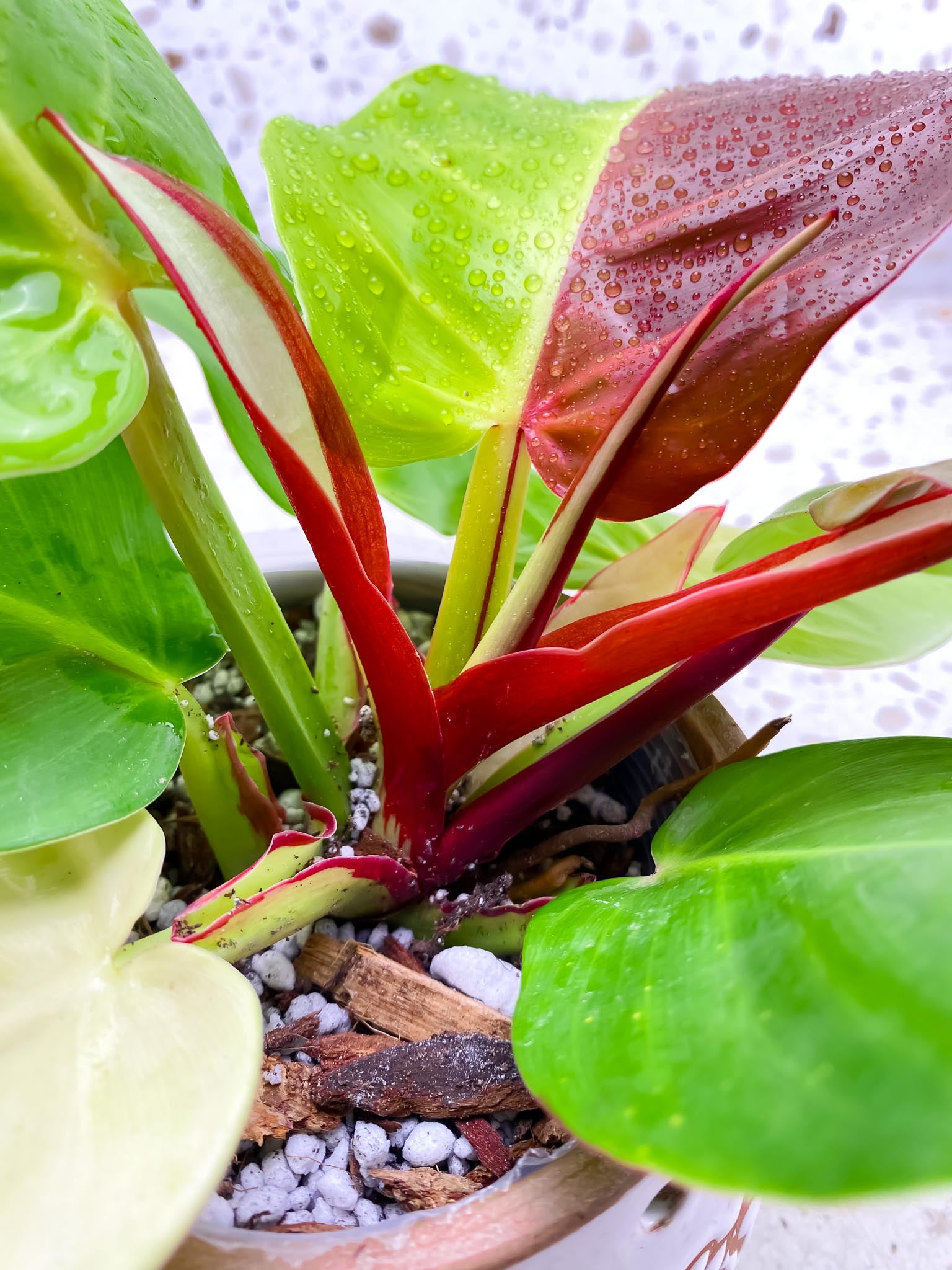 Philodendron Red Moon Variegated mother plant (Multiple Options)