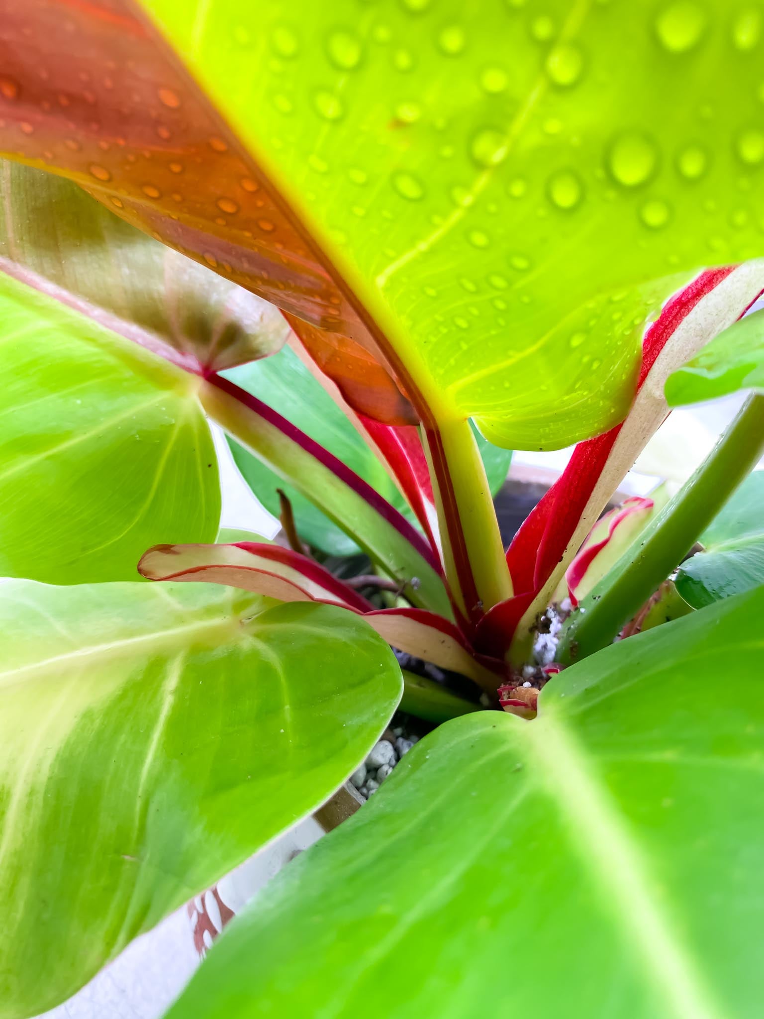 Philodendron Red Moon Variegated mother plant (Multiple Options)