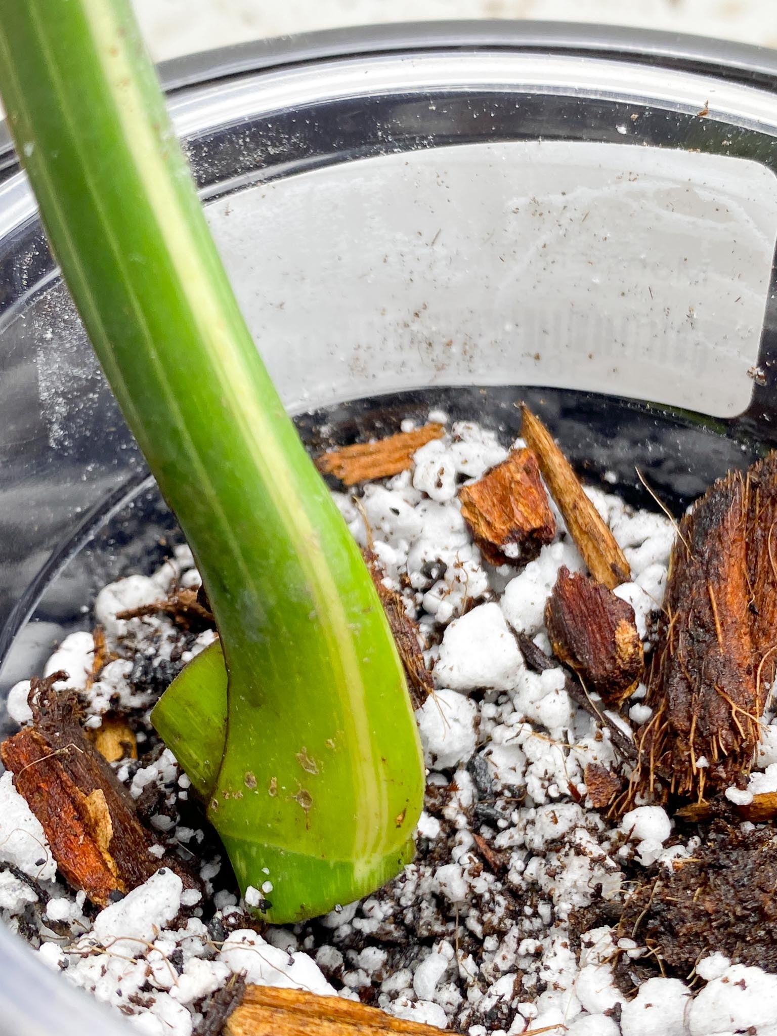 Monstera Thai Constellation 1 Leaf 1 Node  Rooted