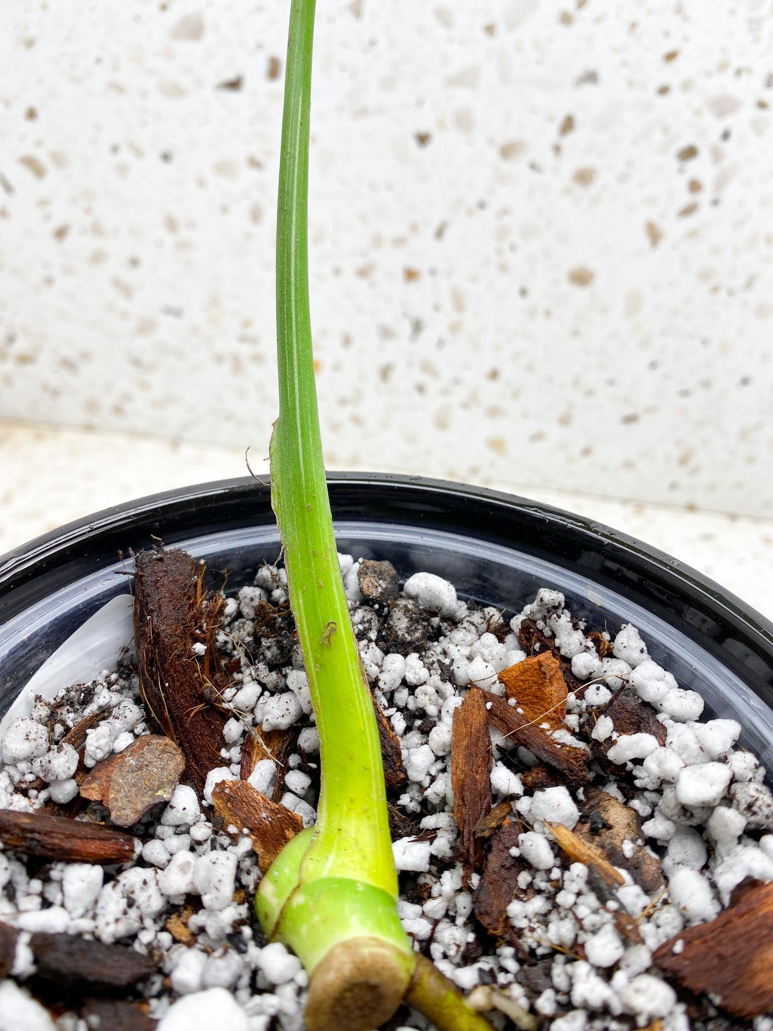 Monstera Thai Constellation 1 Leaf 1 Node  Rooted