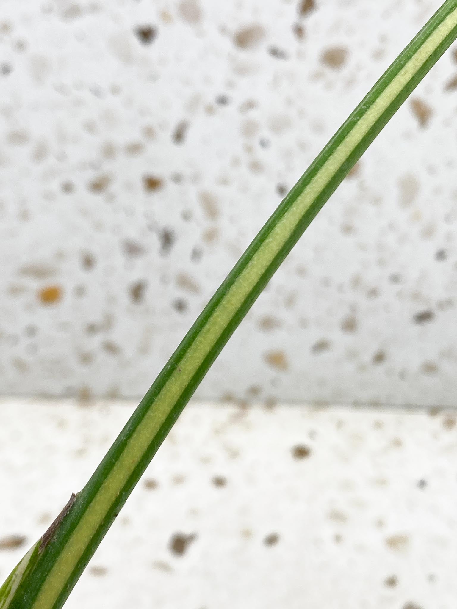 Monstera Thai Constellation Variegated 1 Leaf 1 Node    Rooted