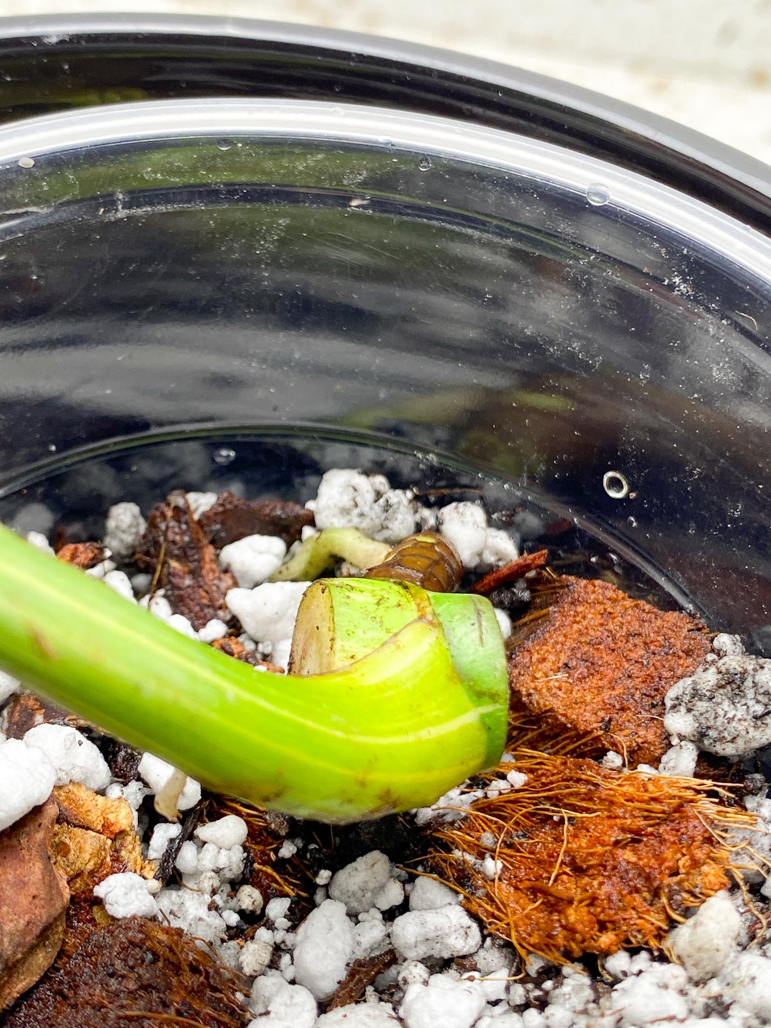 Monstera Thai Constellation Variegated 1 Leaf 1 Node    Rooted