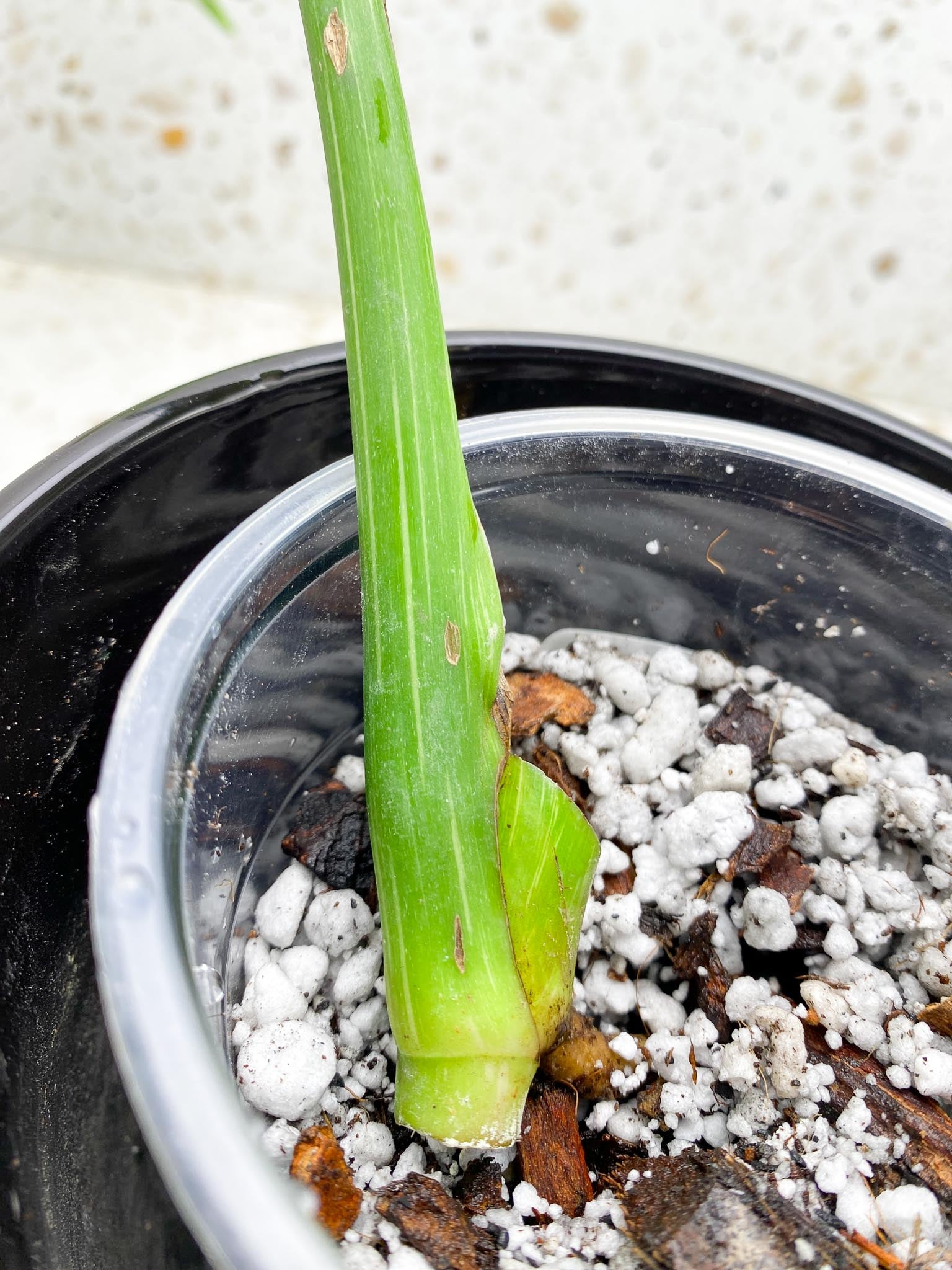 Monstera Thai Constellation 1 Leaf 1 Node  Rooted