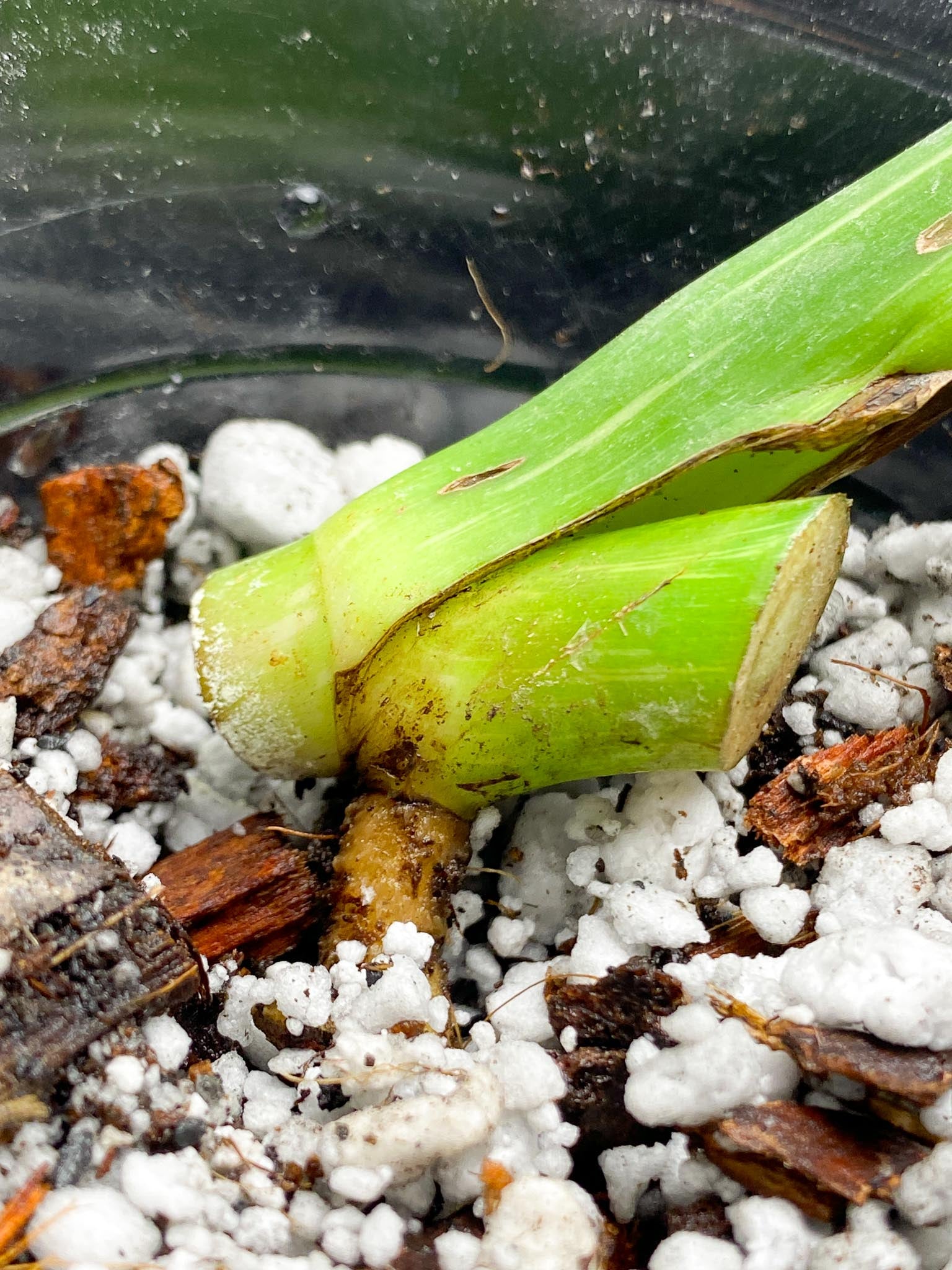 Monstera Thai Constellation 1 Leaf 1 Node  Rooted