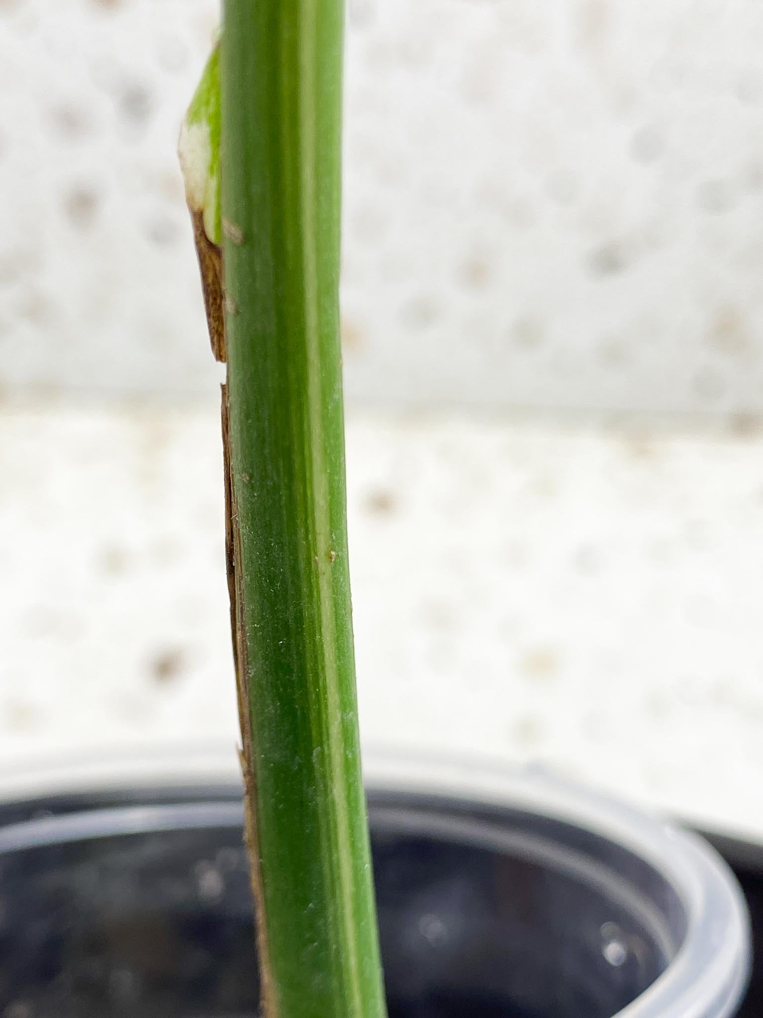 Monstera Thai Constellation Variegated 1 Leaf 1 Node  Rooted