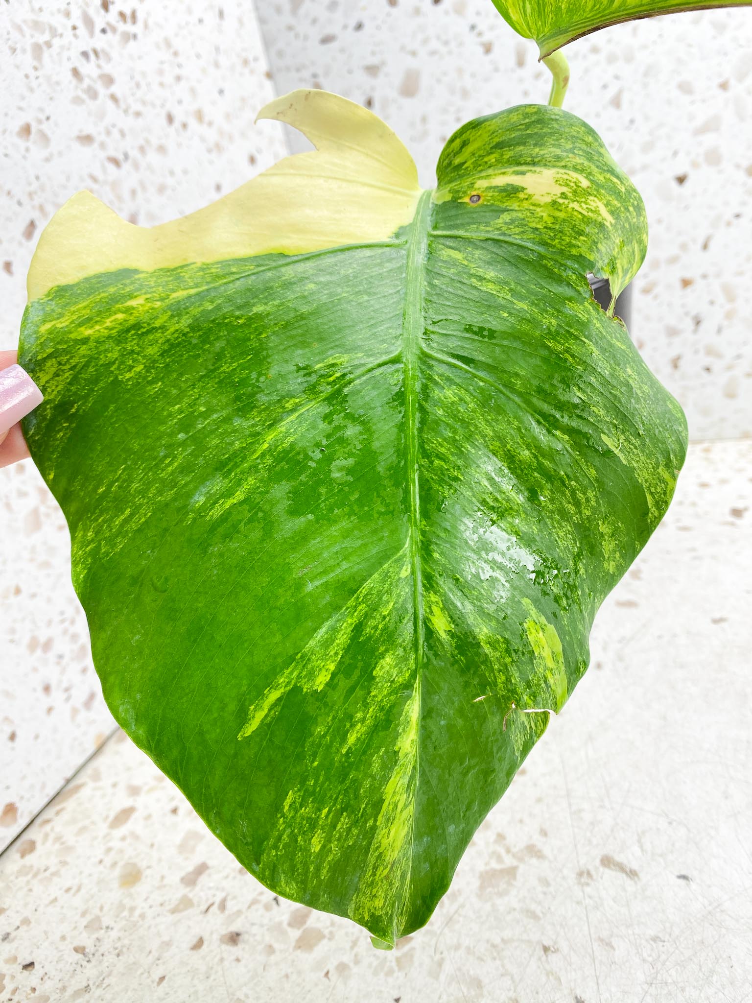 Monstera Aurea Tricolor Variegated 2 Leaves  2 Nodes  Rooted