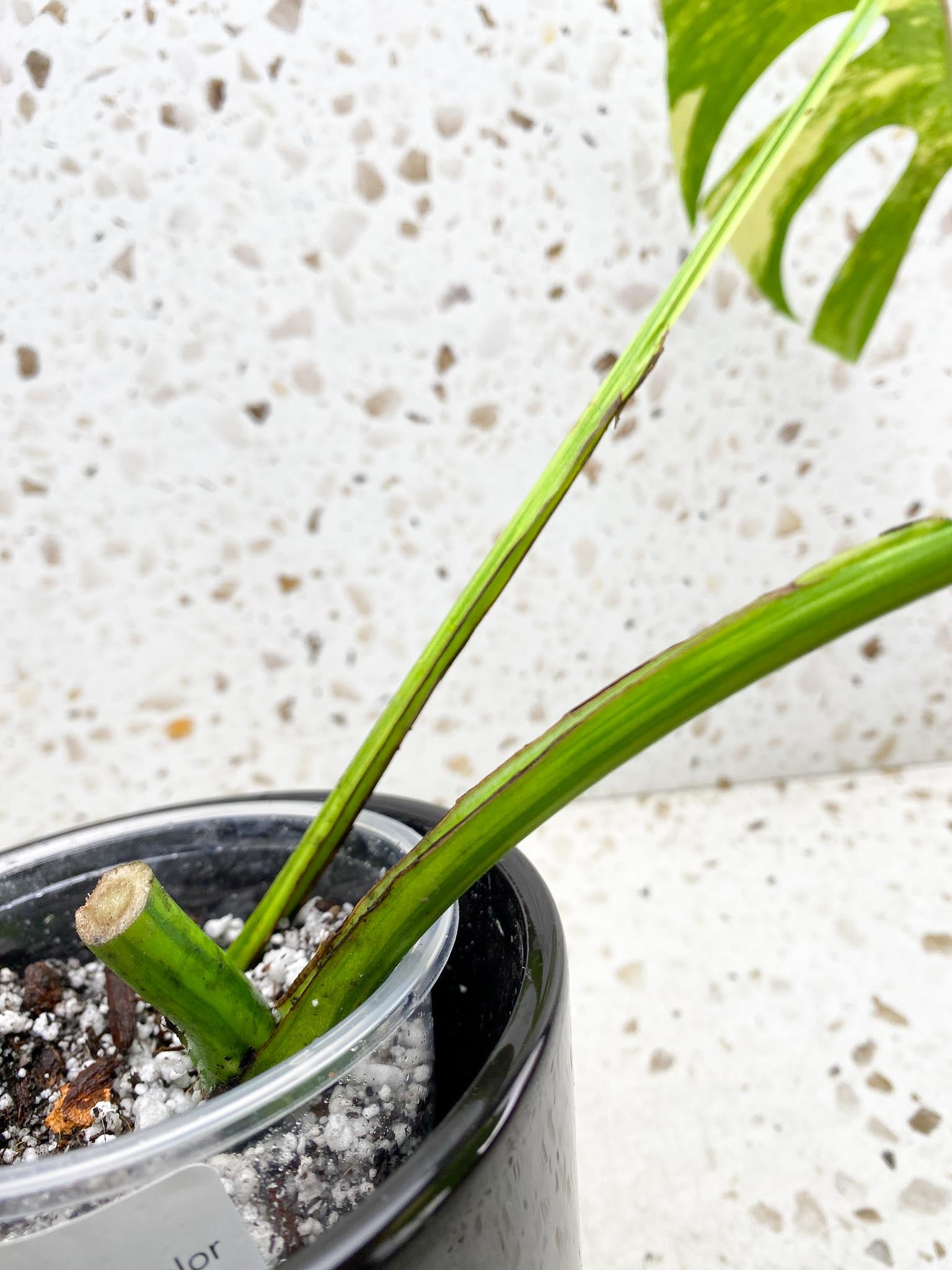 Monstera Aurea Tricolor Variegated 2 Leaves  2 Nodes  Rooted