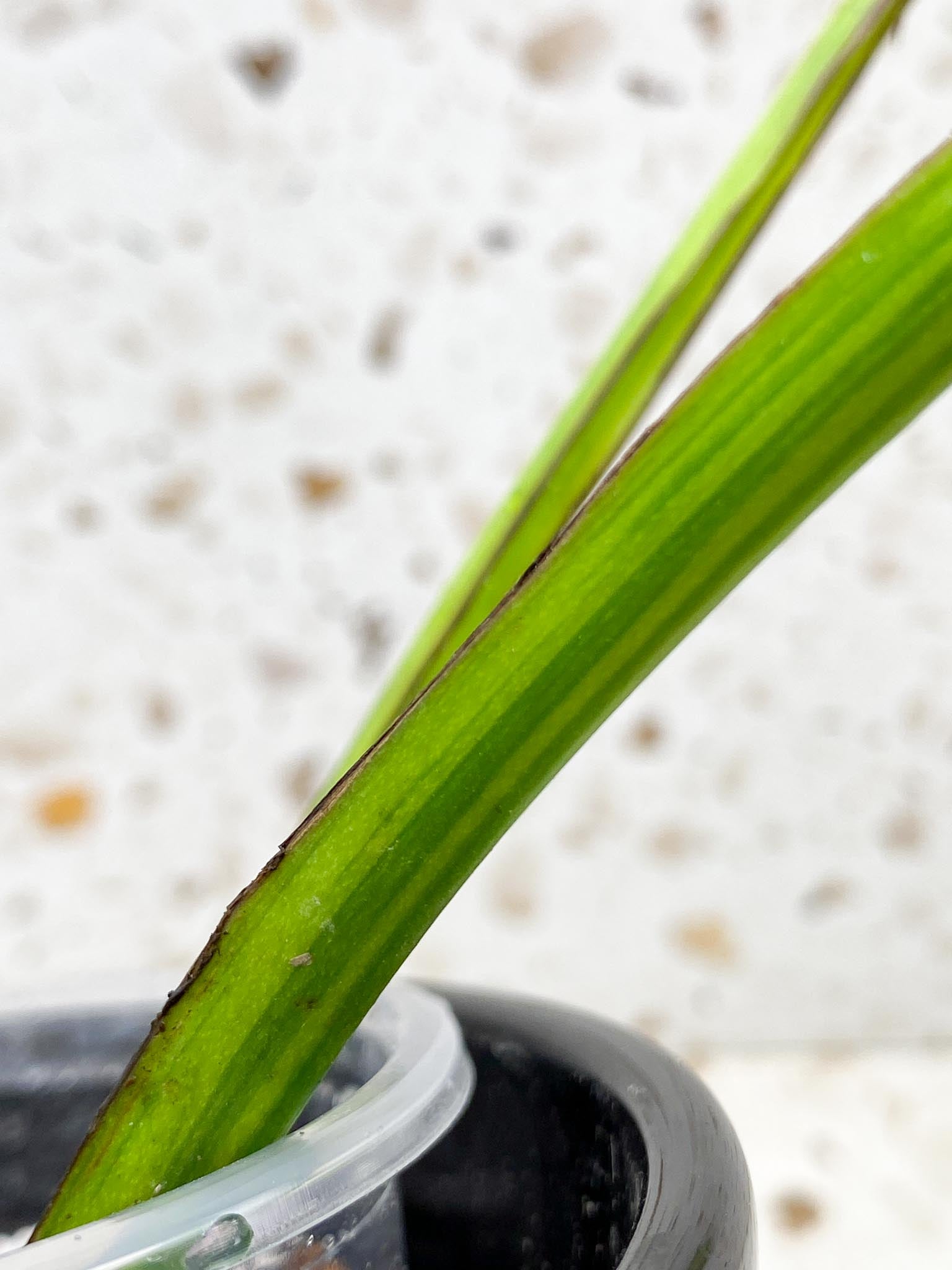 Monstera Aurea Tricolor Variegated 2 Leaves  2 Nodes  Rooted