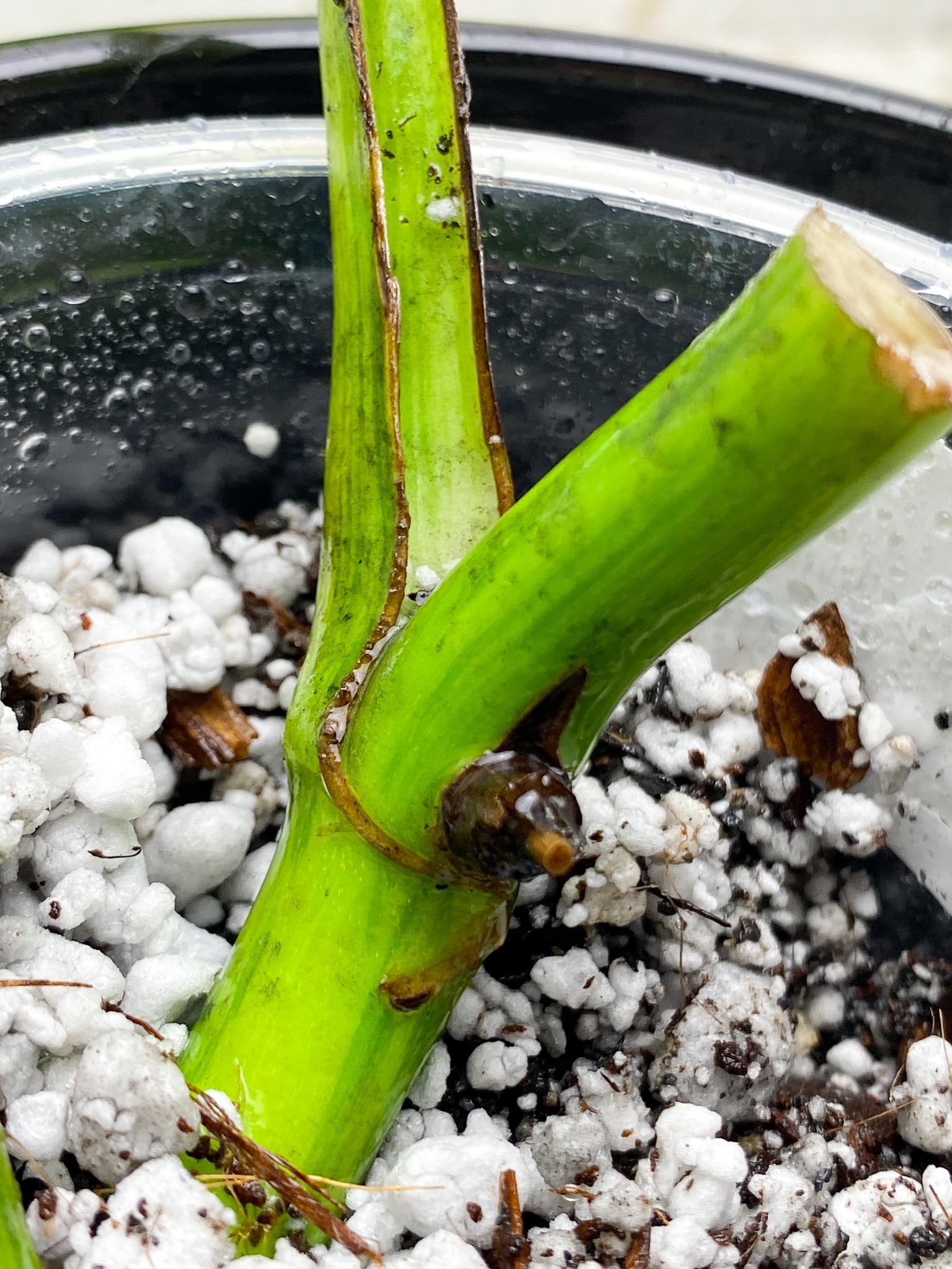 Monstera Aurea Tricolor Variegated 2 Leaves  2 Nodes  Rooted