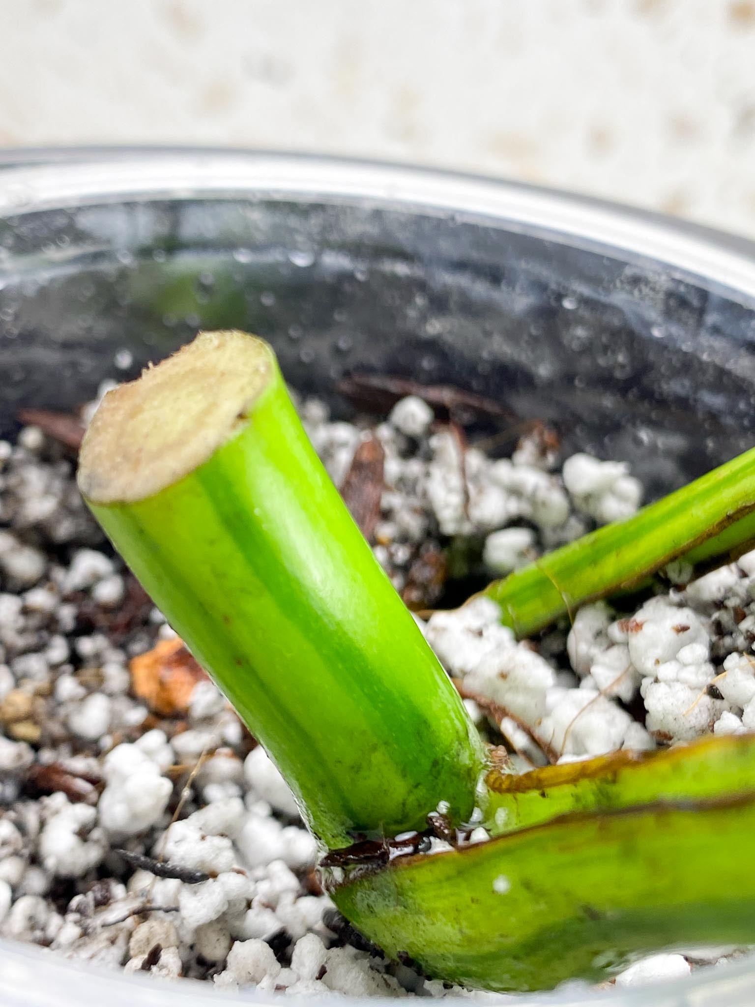 Monstera Aurea Tricolor Variegated 2 Leaves  2 Nodes  Rooted