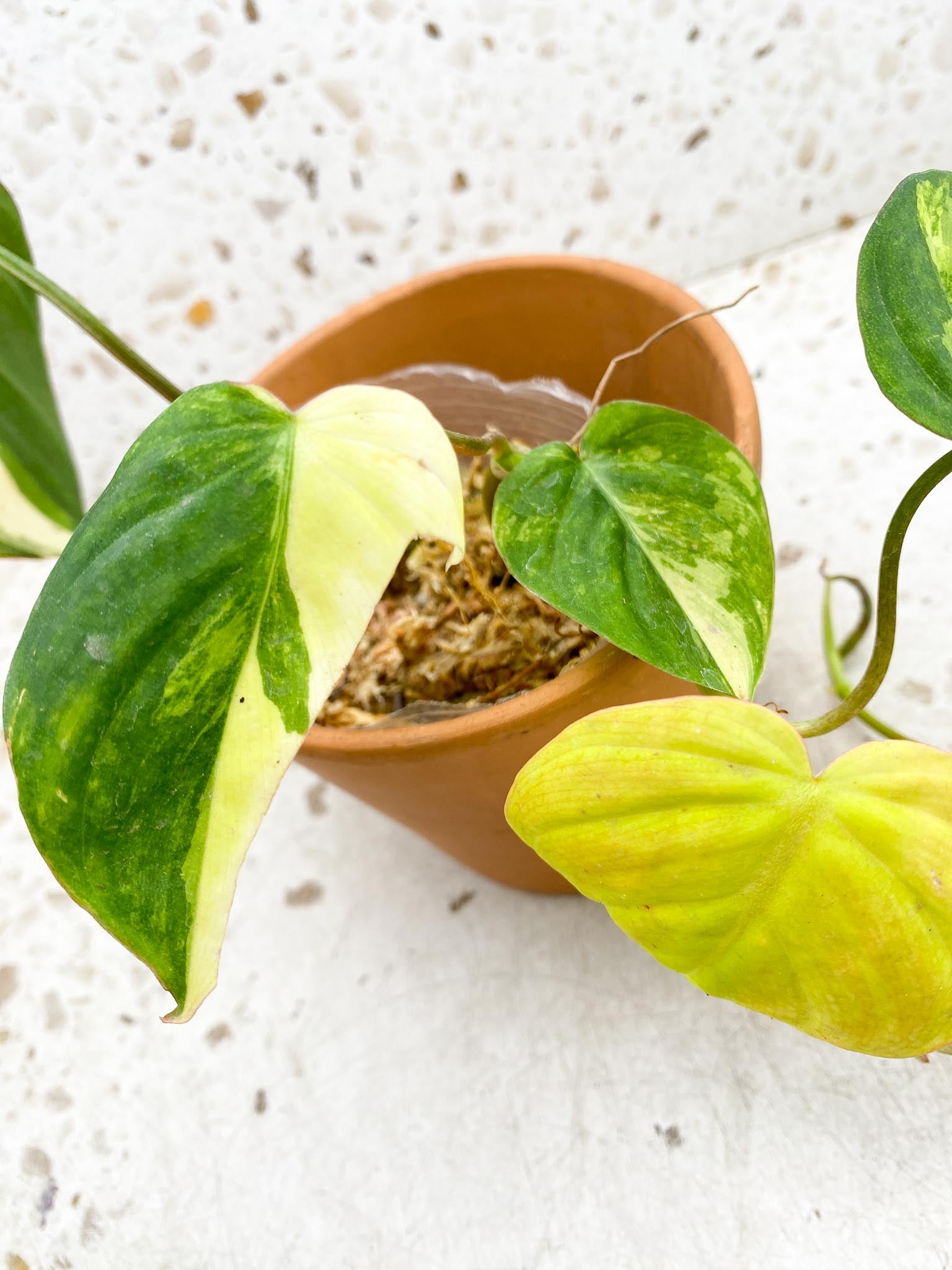 Philodendron Micans Variegated Multiple Leaves  Multiple Nodes 1 Sprout Rooted