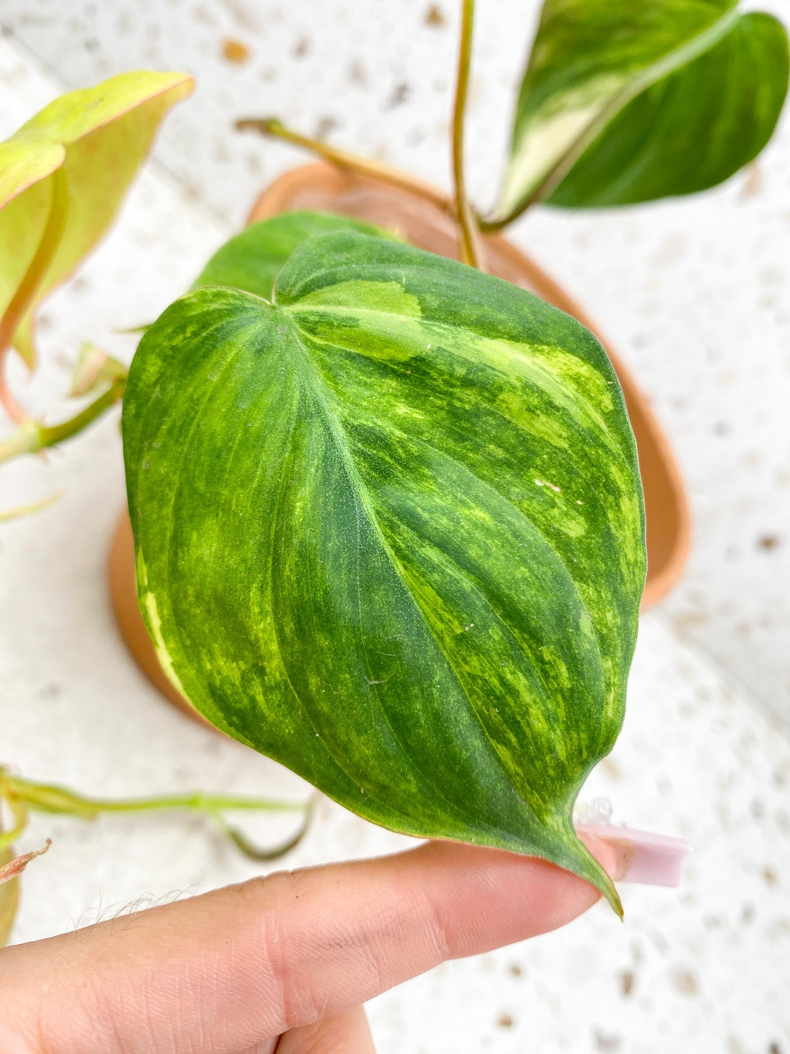 Philodendron Micans Variegated Multiple Leaves  Multiple Nodes 1 Sprout Rooted